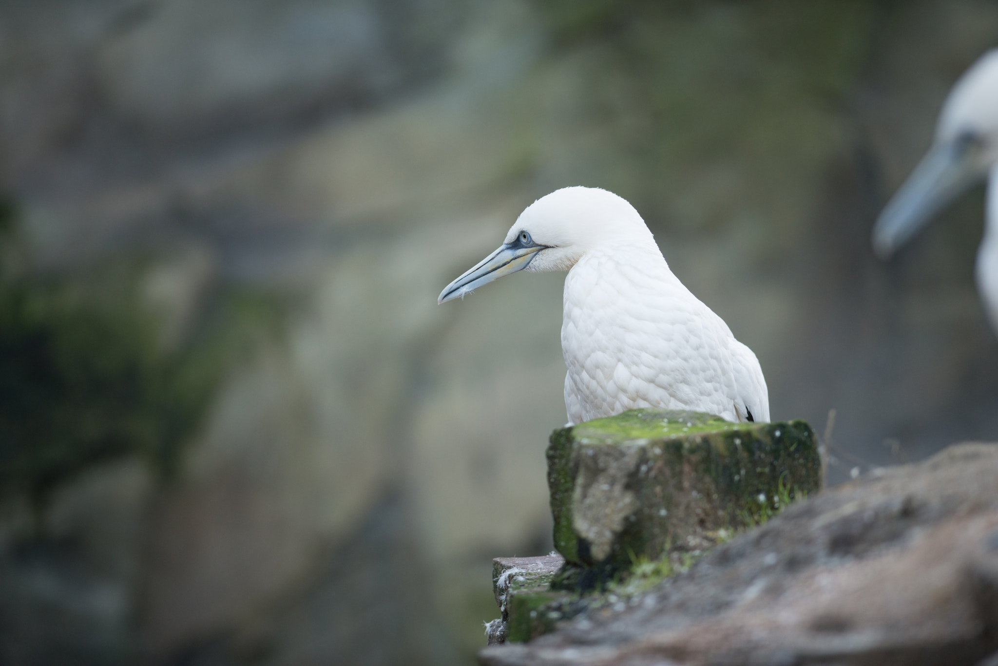 Nikon D800E + Nikon AF-S Nikkor 300mm F2.8G ED VR II sample photo. Northern gannet photography