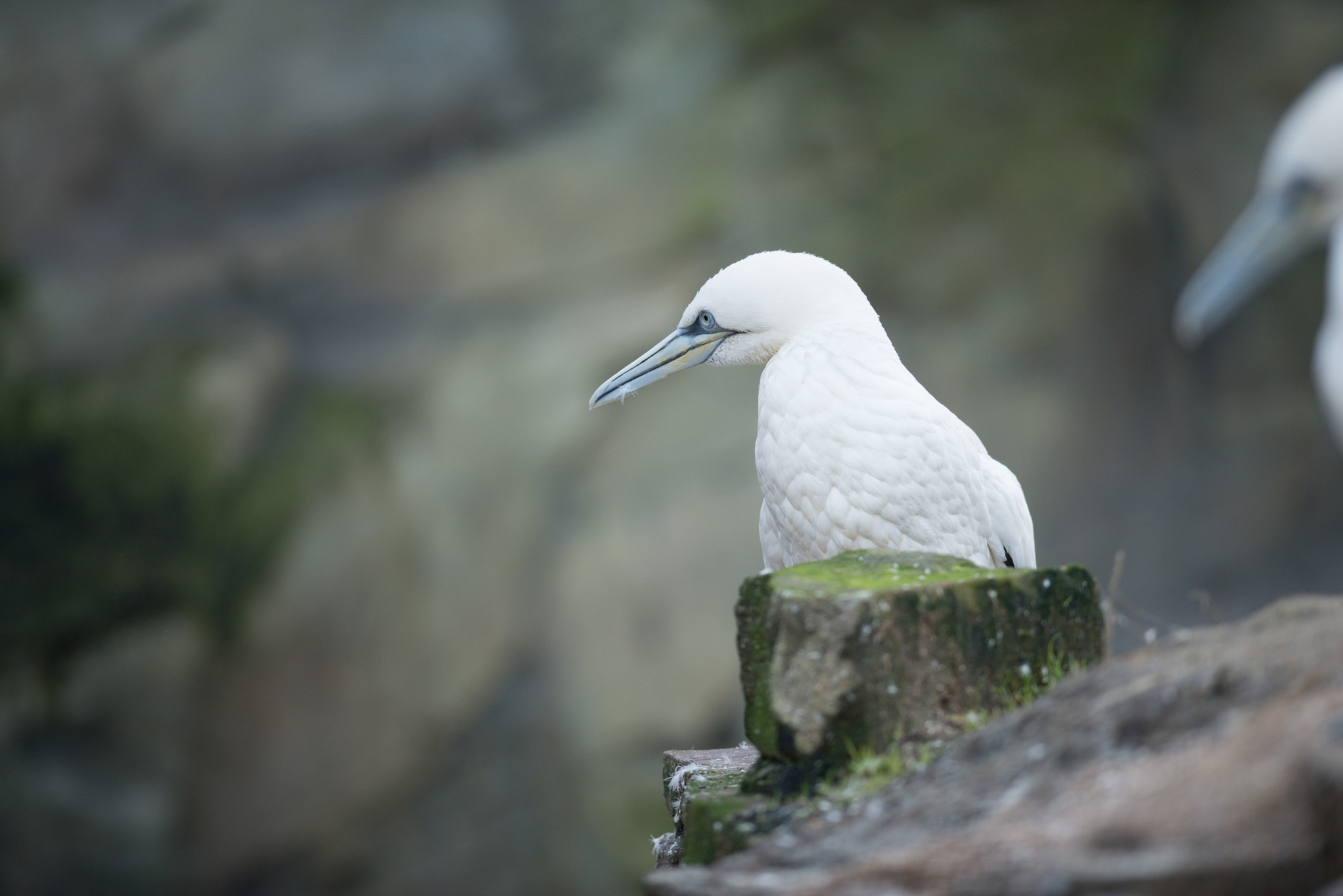 Nikon AF-S Nikkor 300mm F2.8G ED VR II sample photo. Northern gannet photography