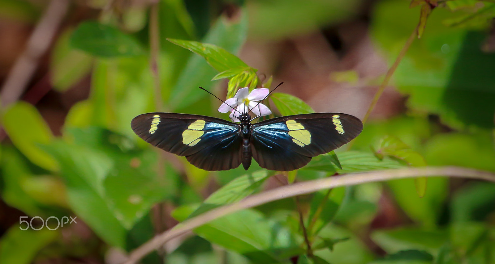 Canon EOS 700D (EOS Rebel T5i / EOS Kiss X7i) + Canon EF 100-400mm F4.5-5.6L IS USM sample photo. Butterfly photography