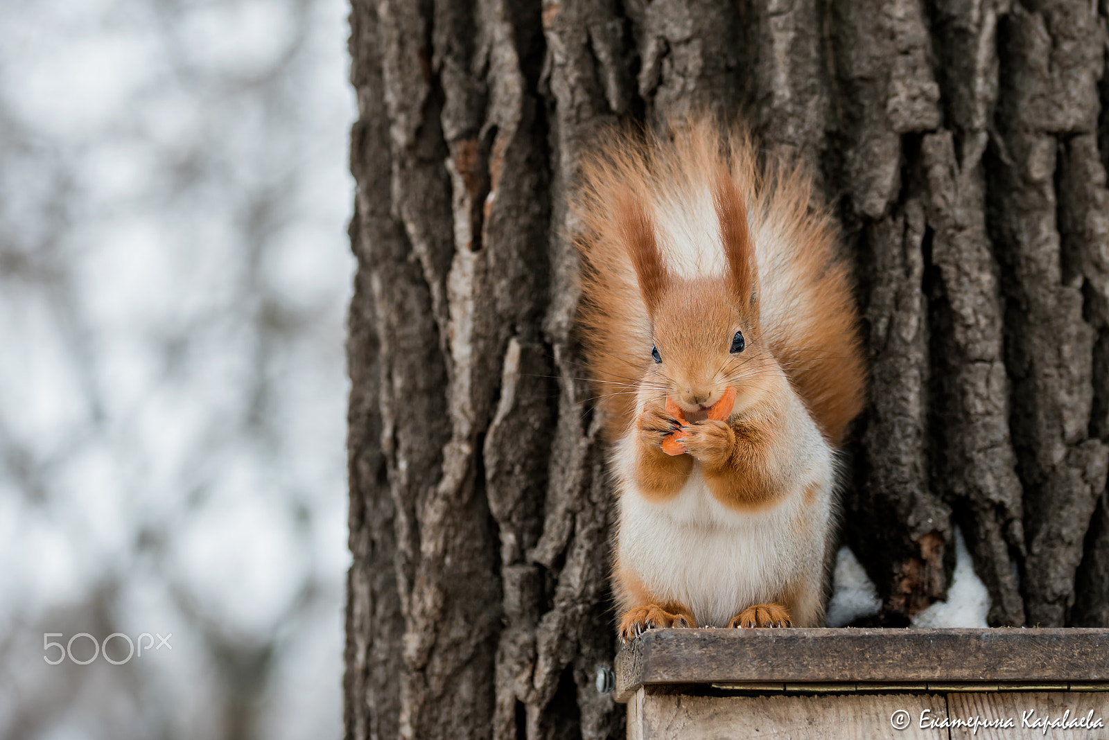 Sigma 105mm F2.8 EX DG OS HSM sample photo. The squirrel of a song sings and carrot gnaws photography