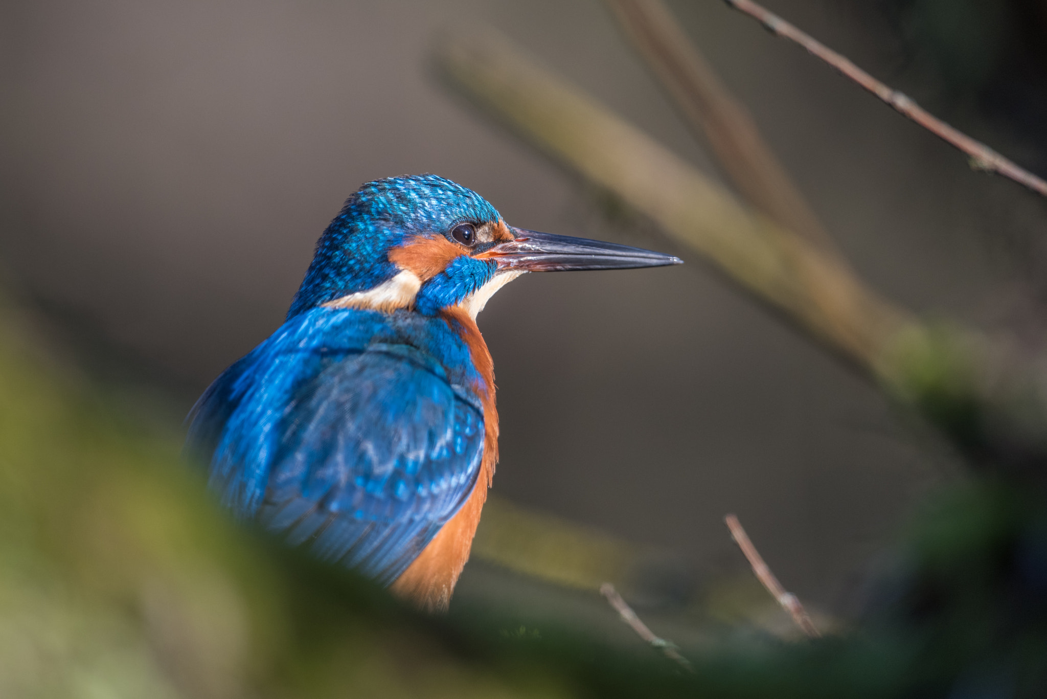 Nikon D810 + Nikon AF-S Nikkor 600mm F4G ED VR sample photo. Martin pecheur photography