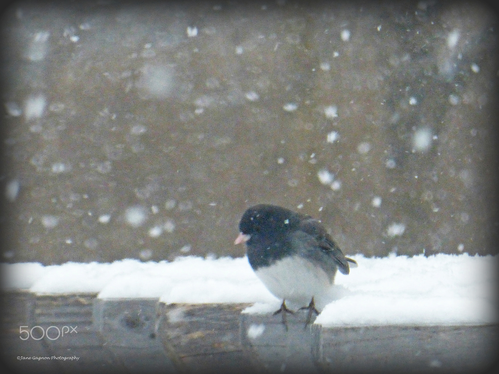 Panasonic Lumix DMC-ZS25 (Lumix DMC-TZ35) sample photo. Junco photography