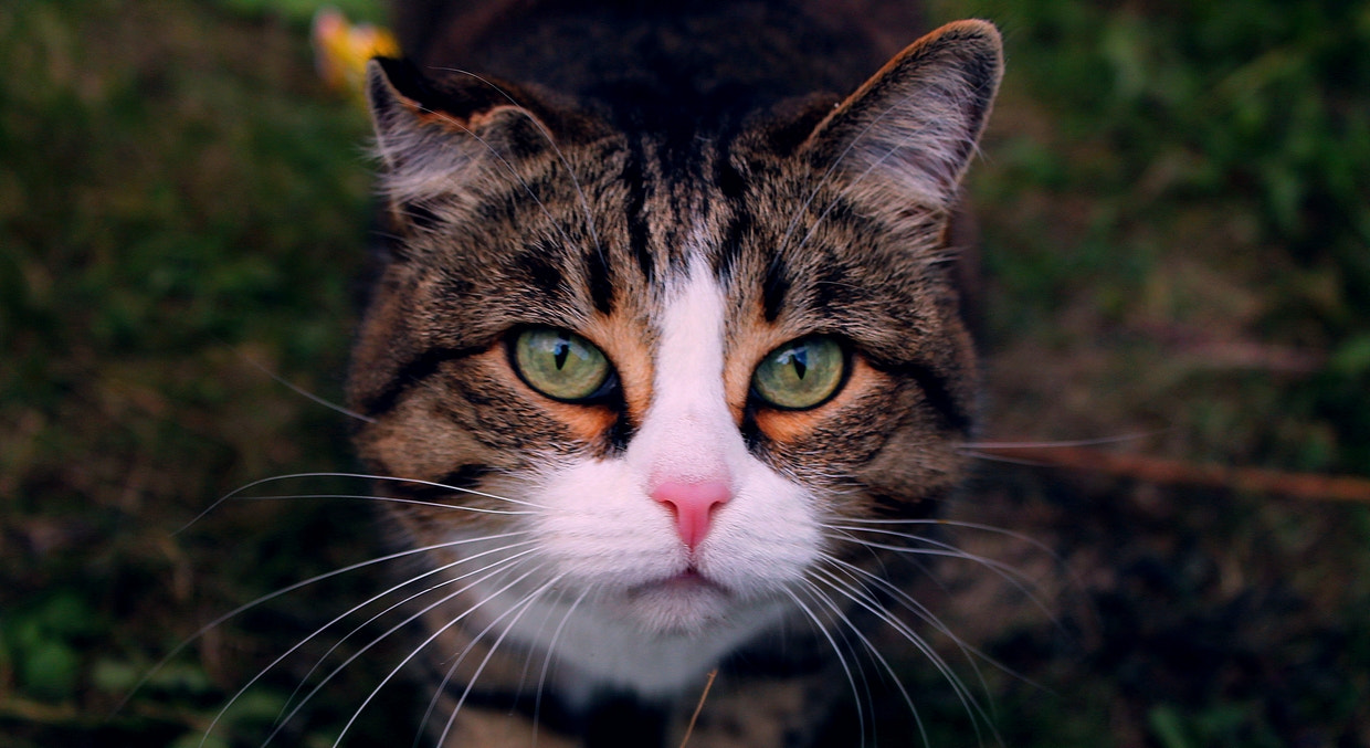 Canon EF-S 18-55mm F3.5-5.6 IS sample photo. Pestraya photography