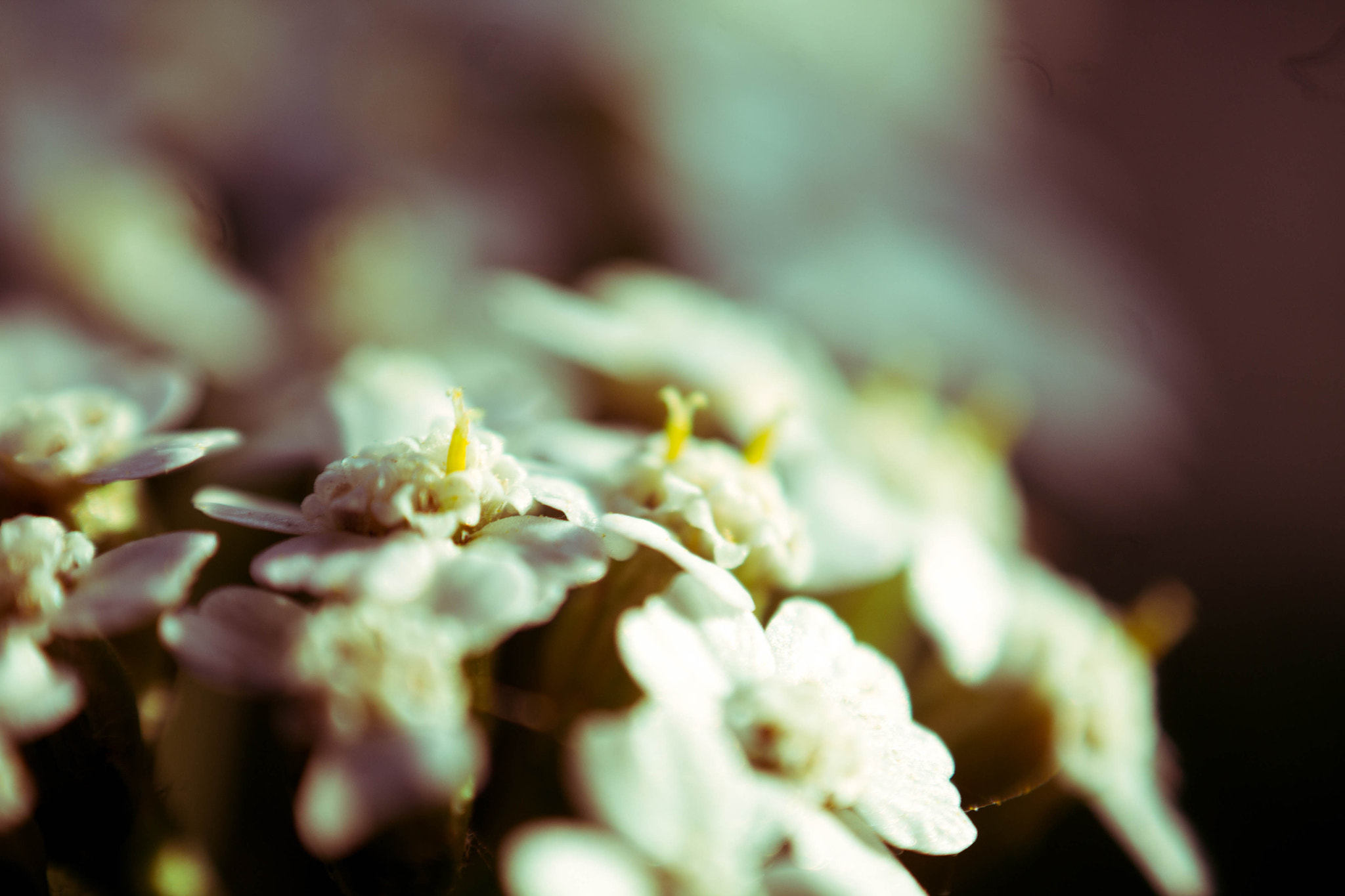 Canon EF-S 18-55mm F3.5-5.6 IS sample photo. Flowers close-up photography