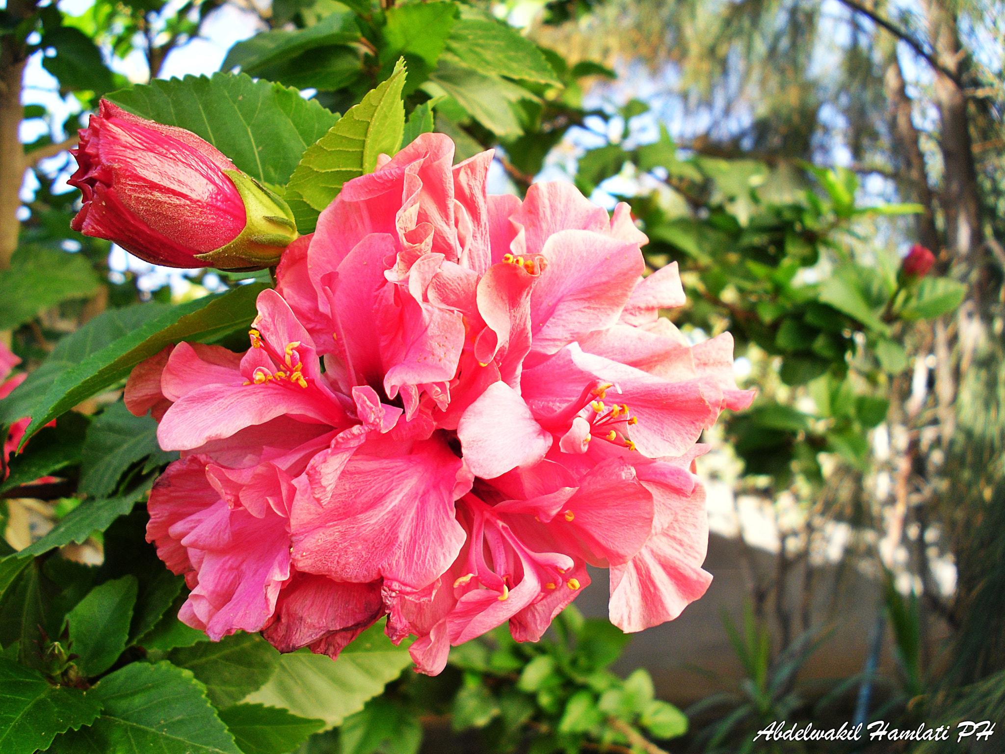 Samsung PL90/VLUU PL90 sample photo. Beautiful flowers photography