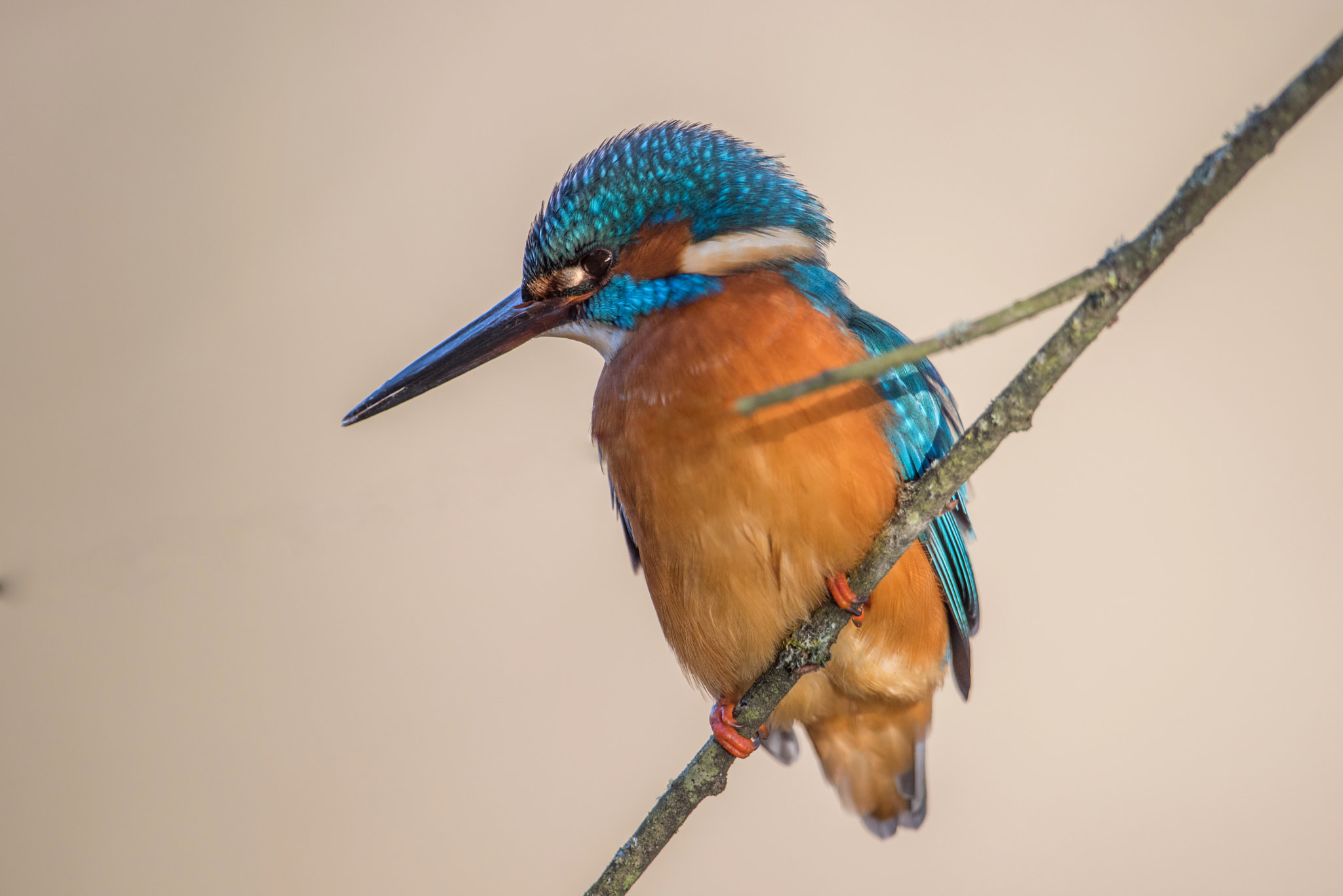 Nikon D810 + Nikon AF-S Nikkor 600mm F4G ED VR sample photo. Martin pecheur photography