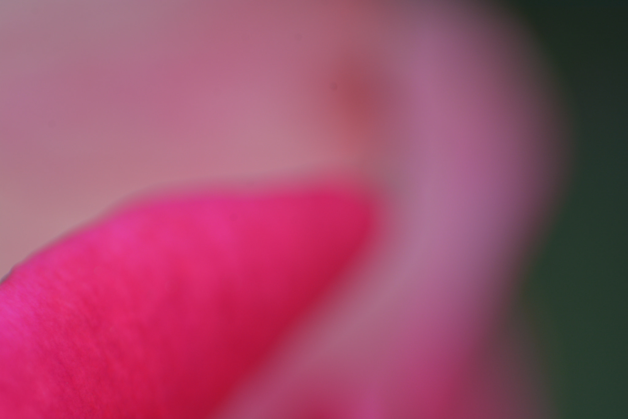Manual Lens No CPU sample photo. Lost in the pink photography