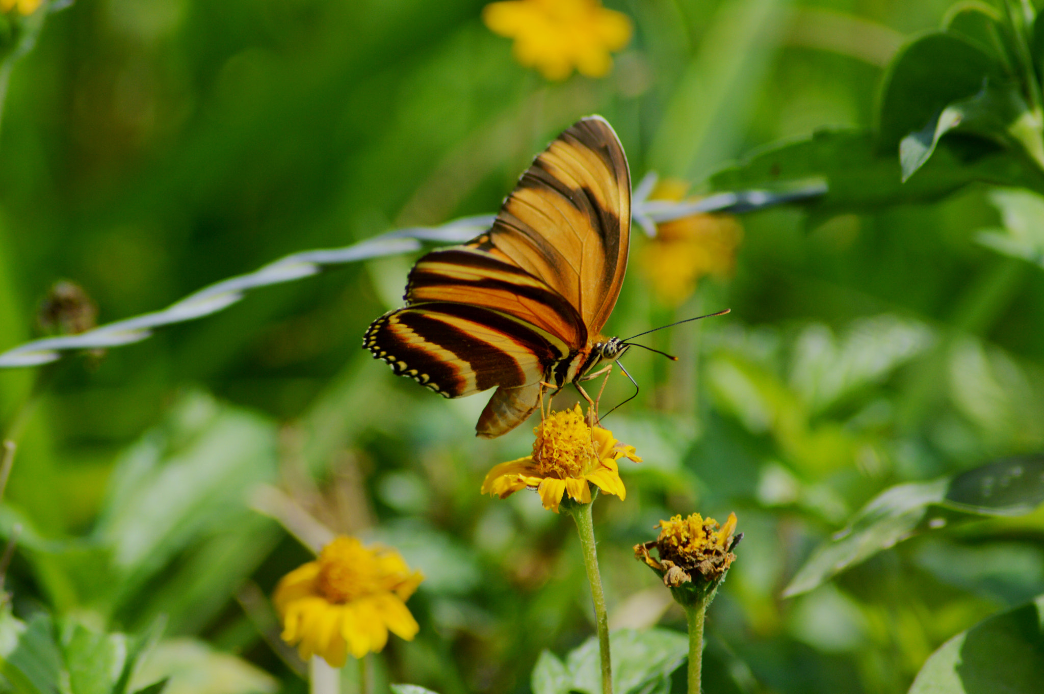 Nikon AF Nikkor 70-300mm F4-5.6G sample photo. And in the land of dreams... photography