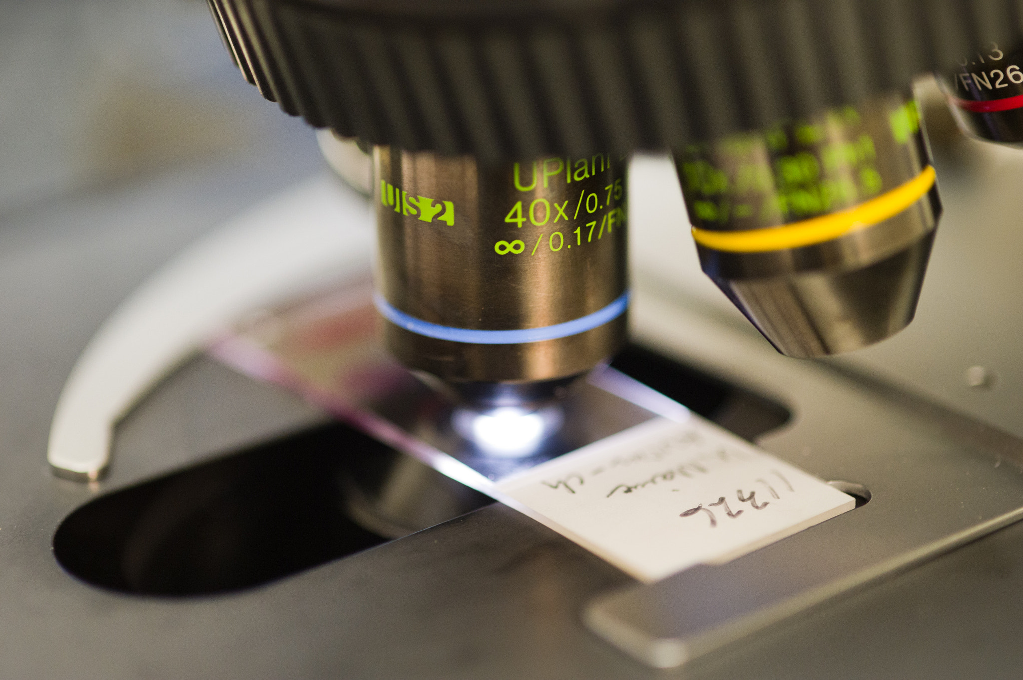 Nikon D3S sample photo. Microscope photography