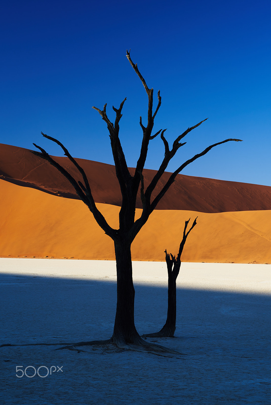 Sony a7R II + Sony Sonnar T* FE 55mm F1.8 ZA sample photo. Deadvlei ii photography