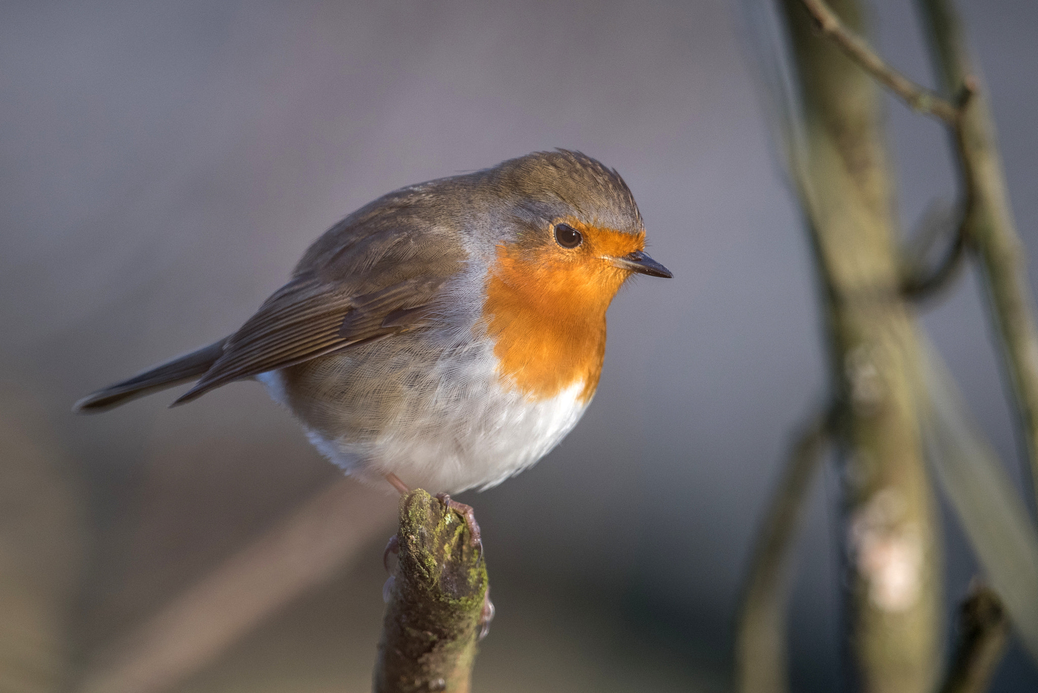 Nikon D810 + Nikon AF-S Nikkor 600mm F4G ED VR sample photo. Rouge gorge photography