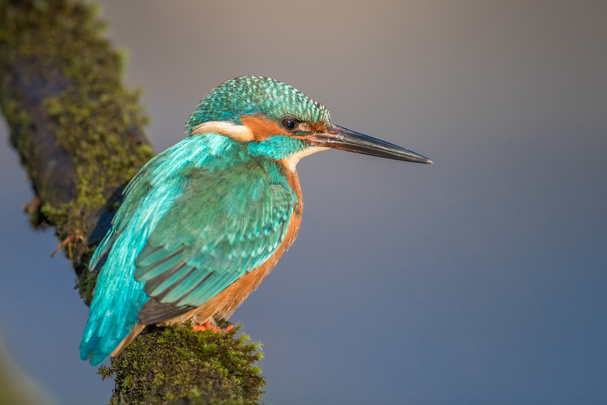 Nikon D810 + Nikon AF-S Nikkor 600mm F4G ED VR sample photo. Martin pecheur photography