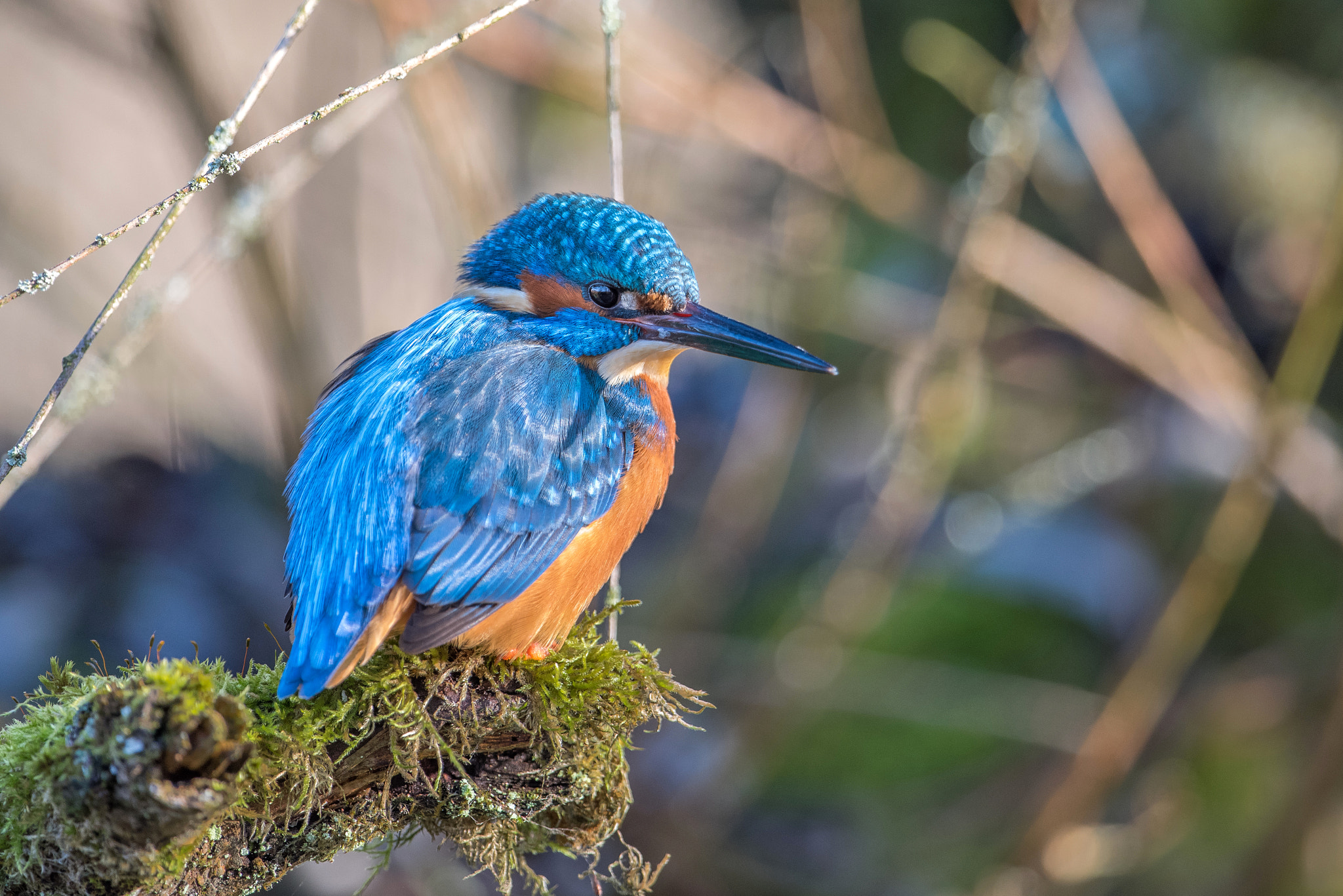 Nikon D810 + Nikon AF-S Nikkor 600mm F4G ED VR sample photo. Martin pecheur photography