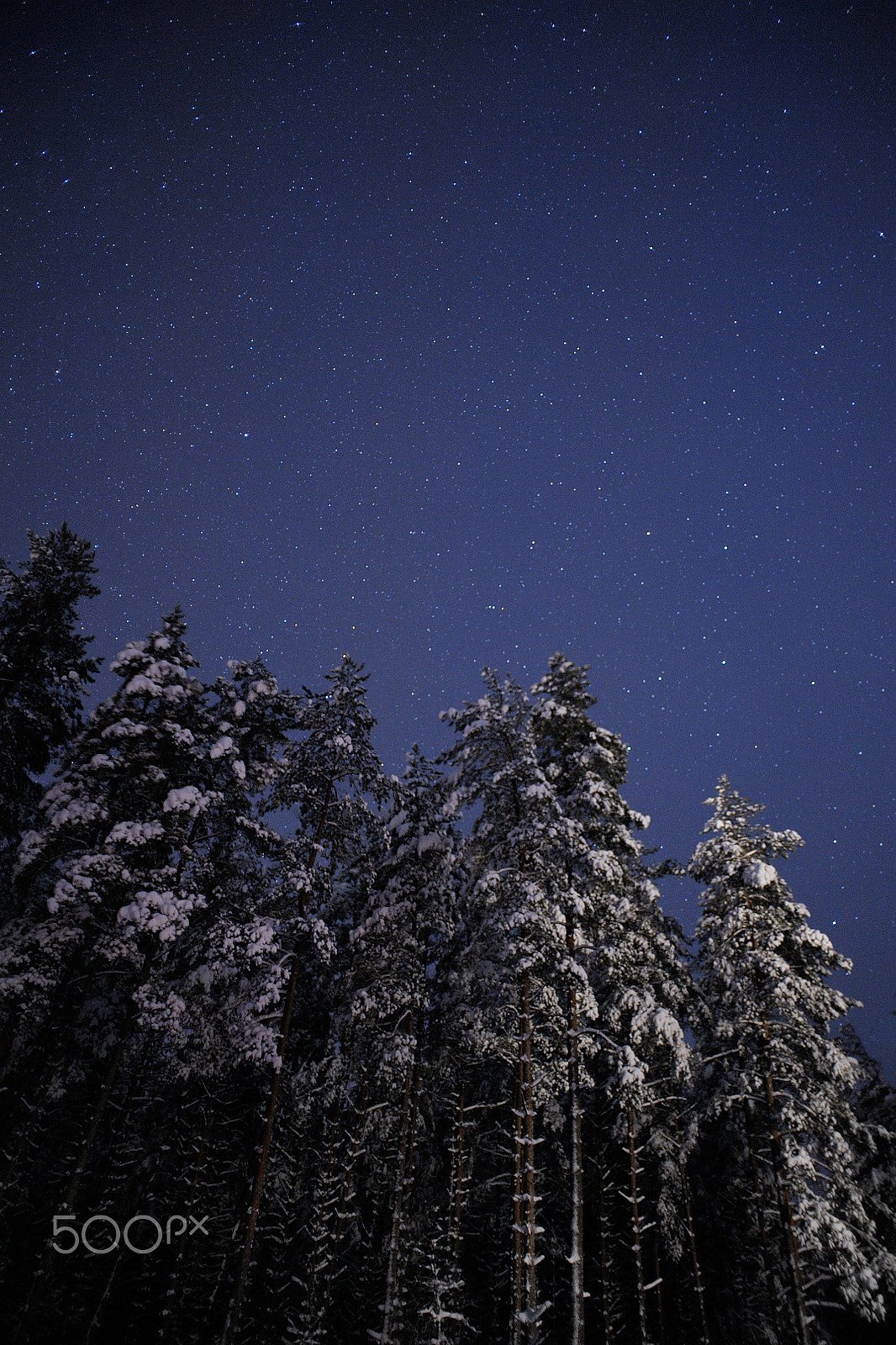 Nikon D700 sample photo. Winter forest photography