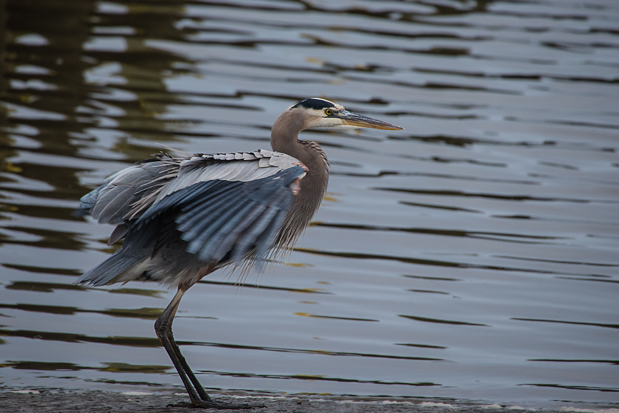 Nikon D750 + Sigma 50-500mm F4.5-6.3 DG OS HSM sample photo. Great blue heron photography