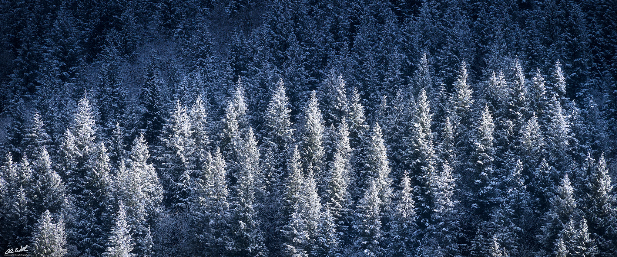 Canon EF 28-300mm F3.5-5.6L IS USM sample photo. Frosted photography