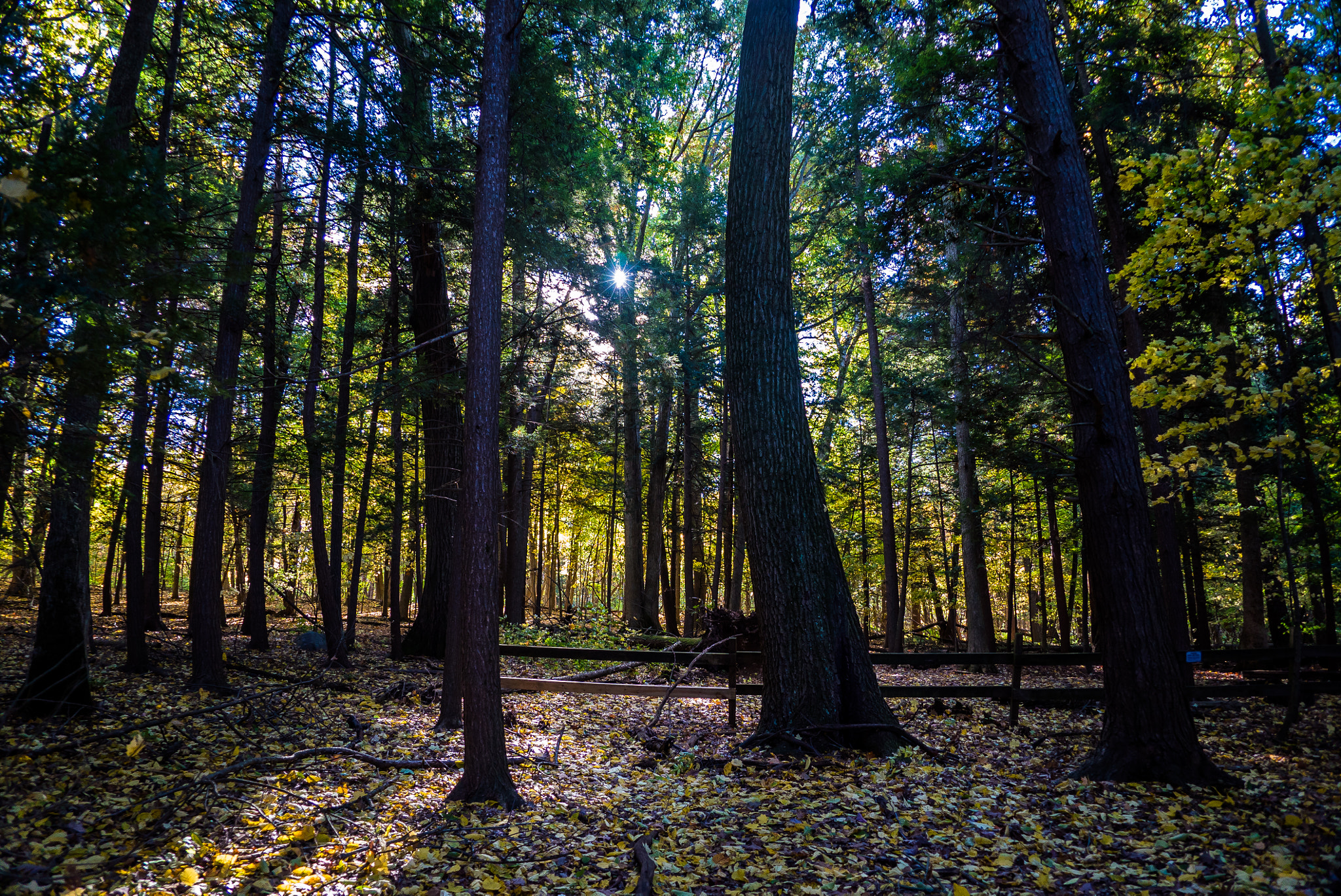 Sony a7S sample photo. Light_through_the_forest.jpg photography