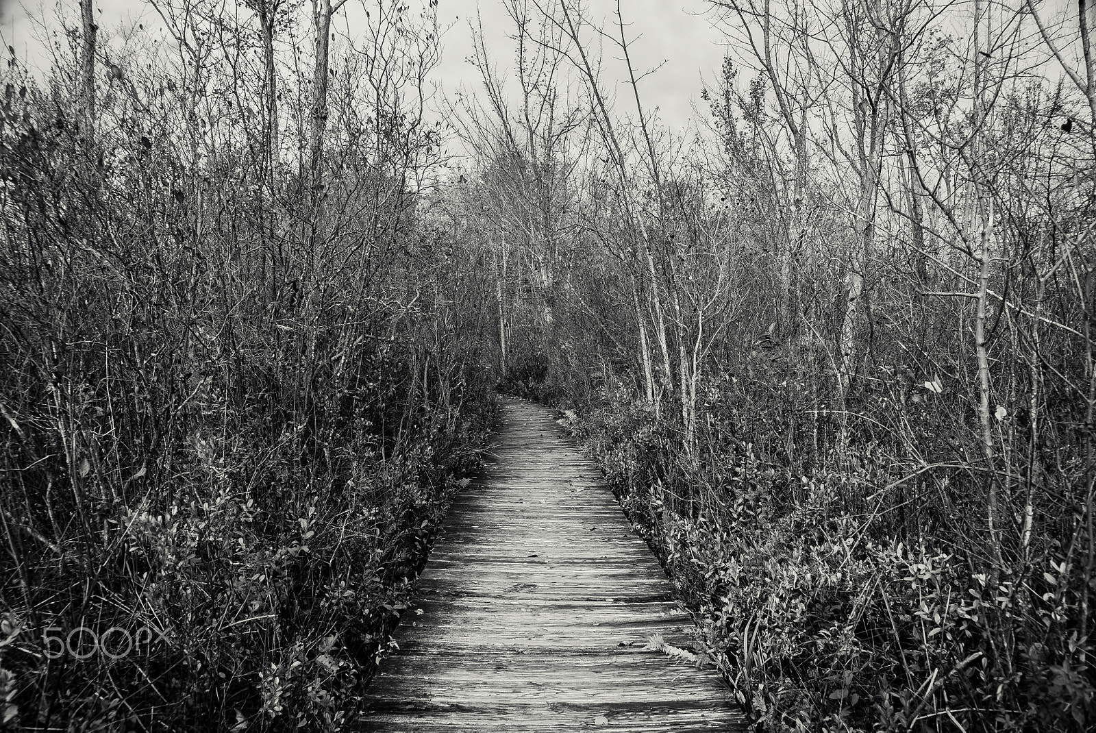 Sony a7S sample photo. Wooden_trail_bw.jpg photography
