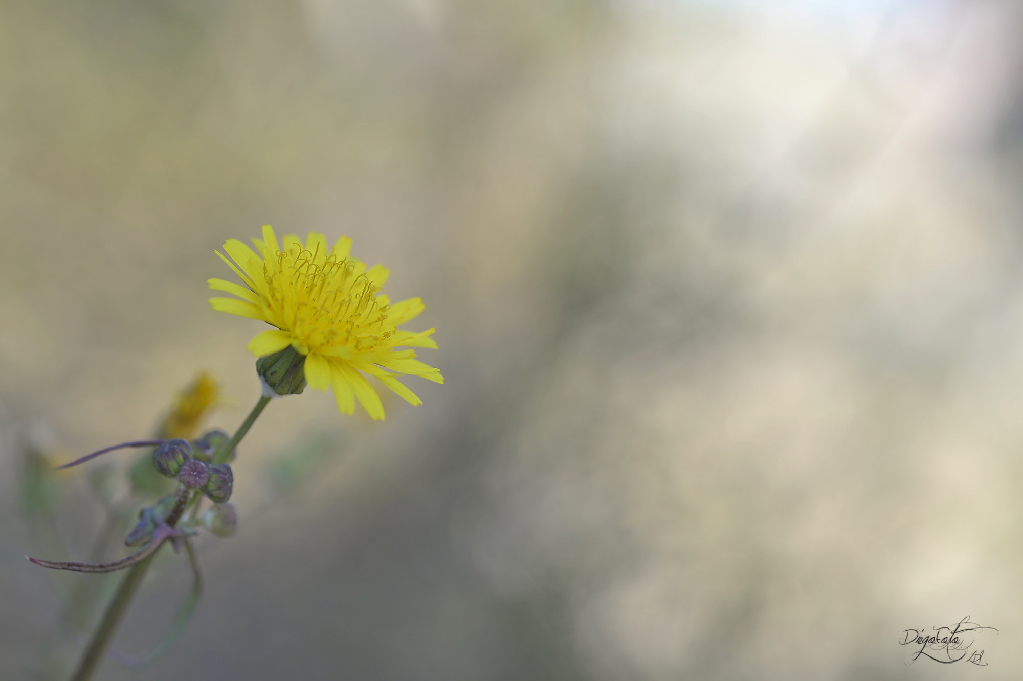 Nikon D610 + Nikon AF Micro-Nikkor 60mm F2.8D sample photo. Diente de león photography