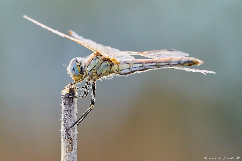 Sony ILCA-77M2 sample photo. Sympetrum fonscolombii photography
