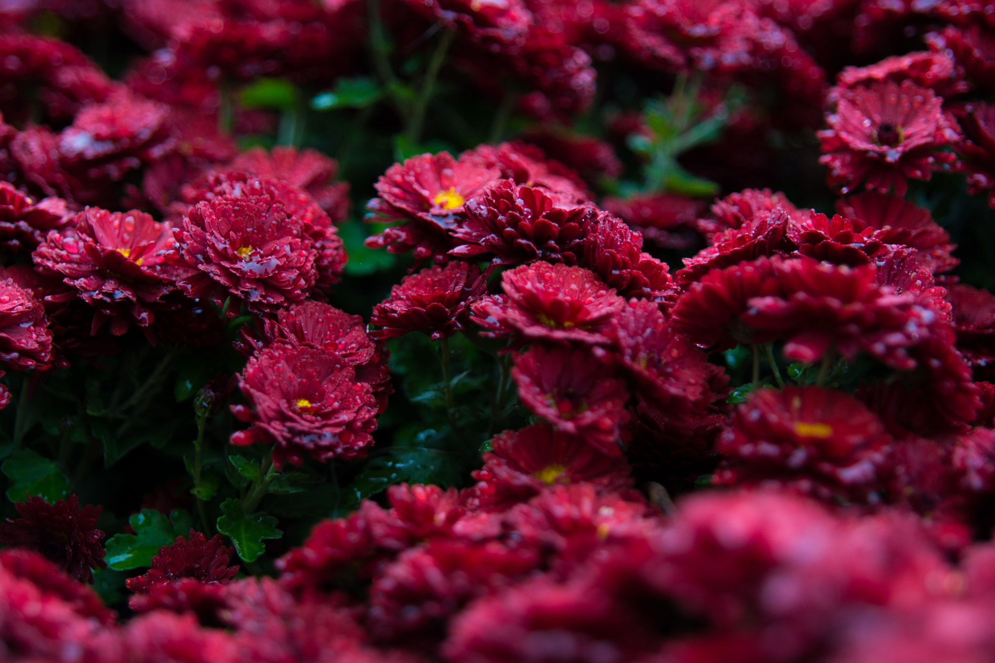 Sigma 24-70mm F2.8 EX DG HSM sample photo. Dsc photography
