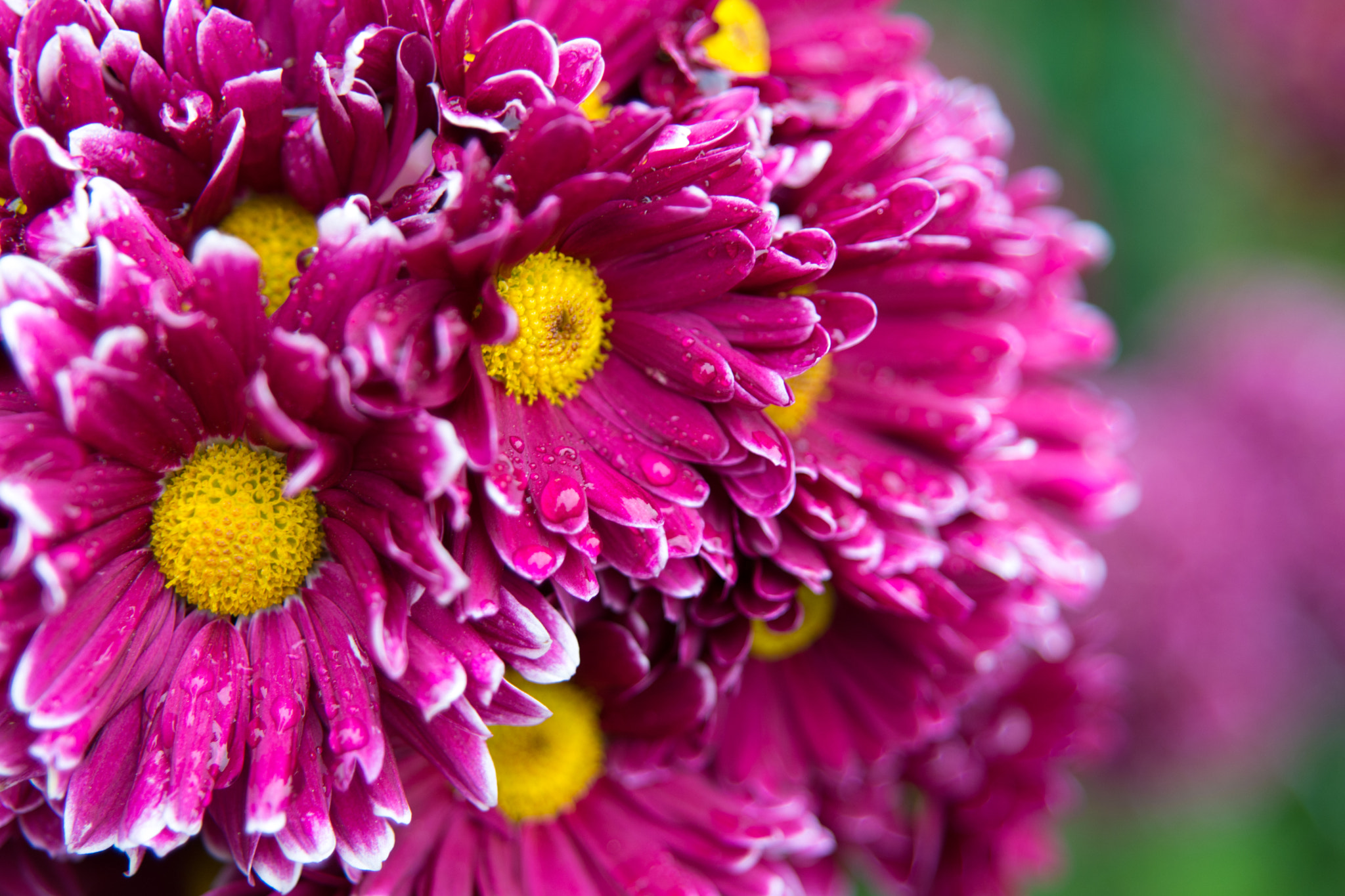 Sigma 24-70mm F2.8 EX DG HSM sample photo. Dsc photography