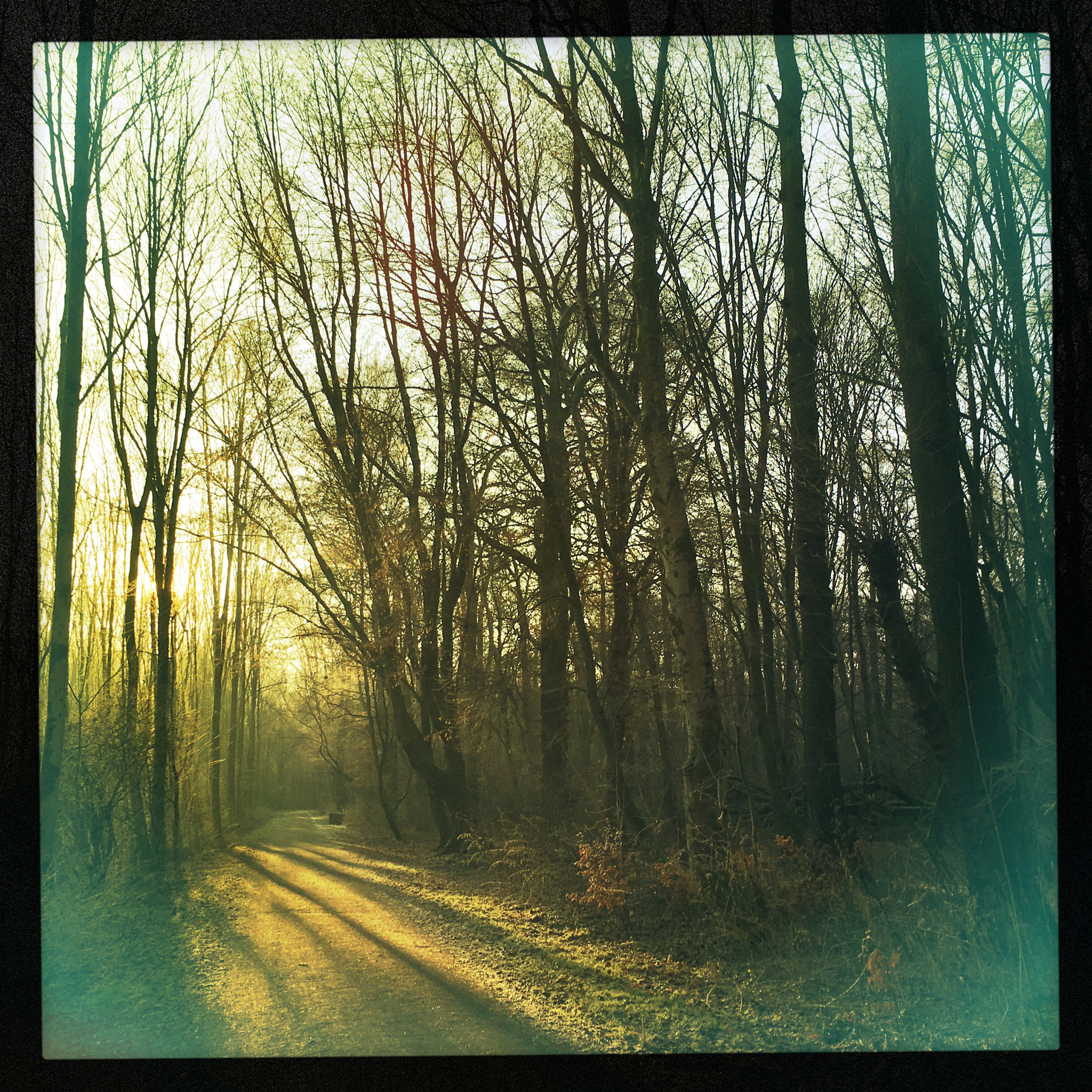 Hipstamatic 330 sample photo. Silent forest. photography