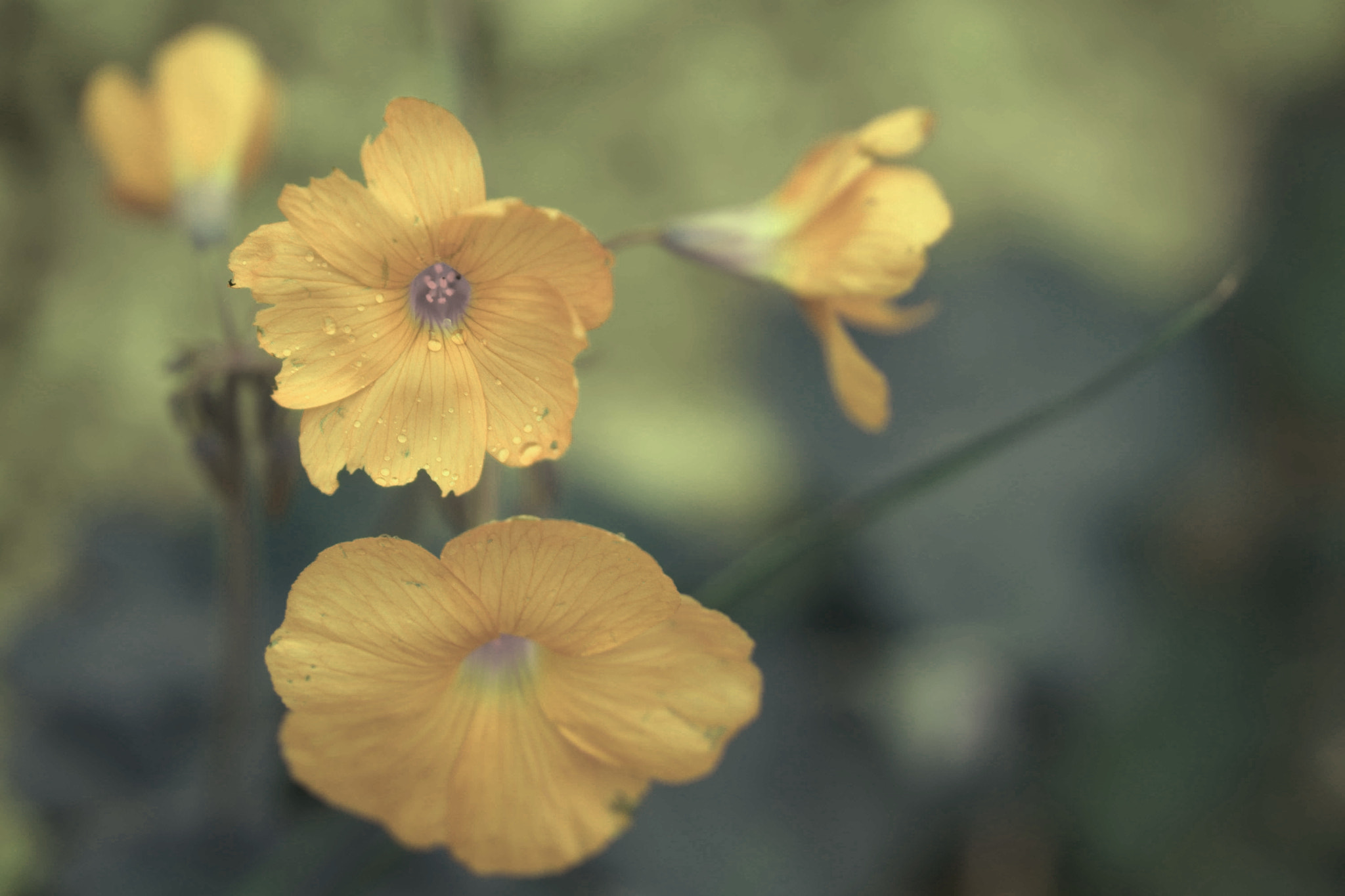 Sony a6000 + Tamron SP AF 90mm F2.8 Di Macro sample photo. Flor de otoño photography