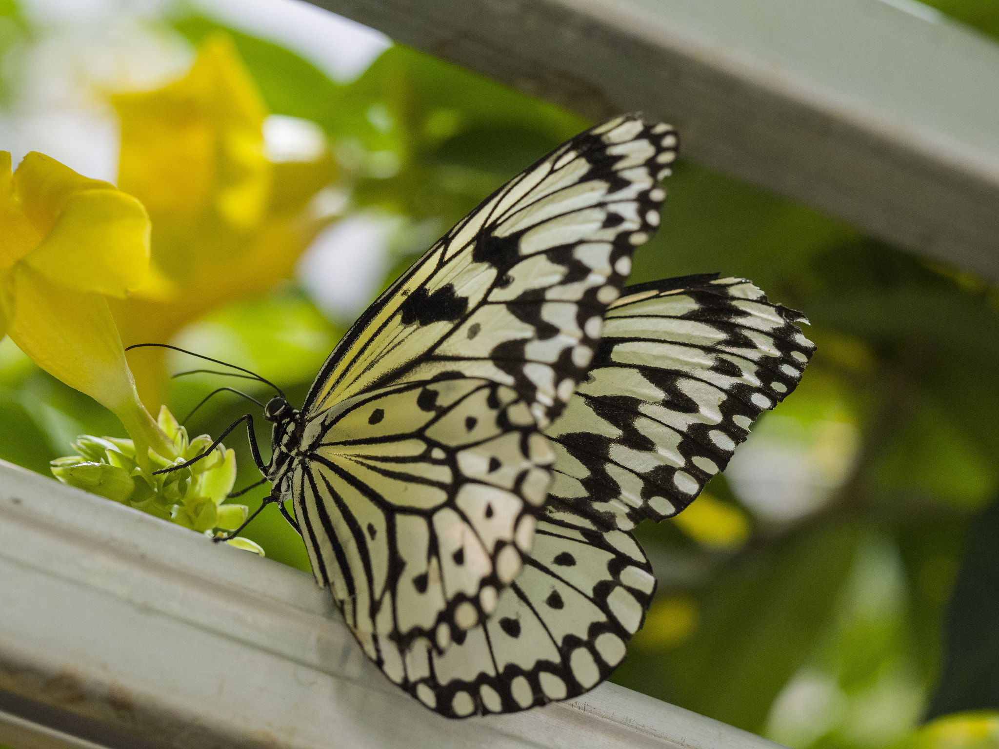 Olympus M.Zuiko Digital ED 60mm F2.8 Macro sample photo. Landing photography