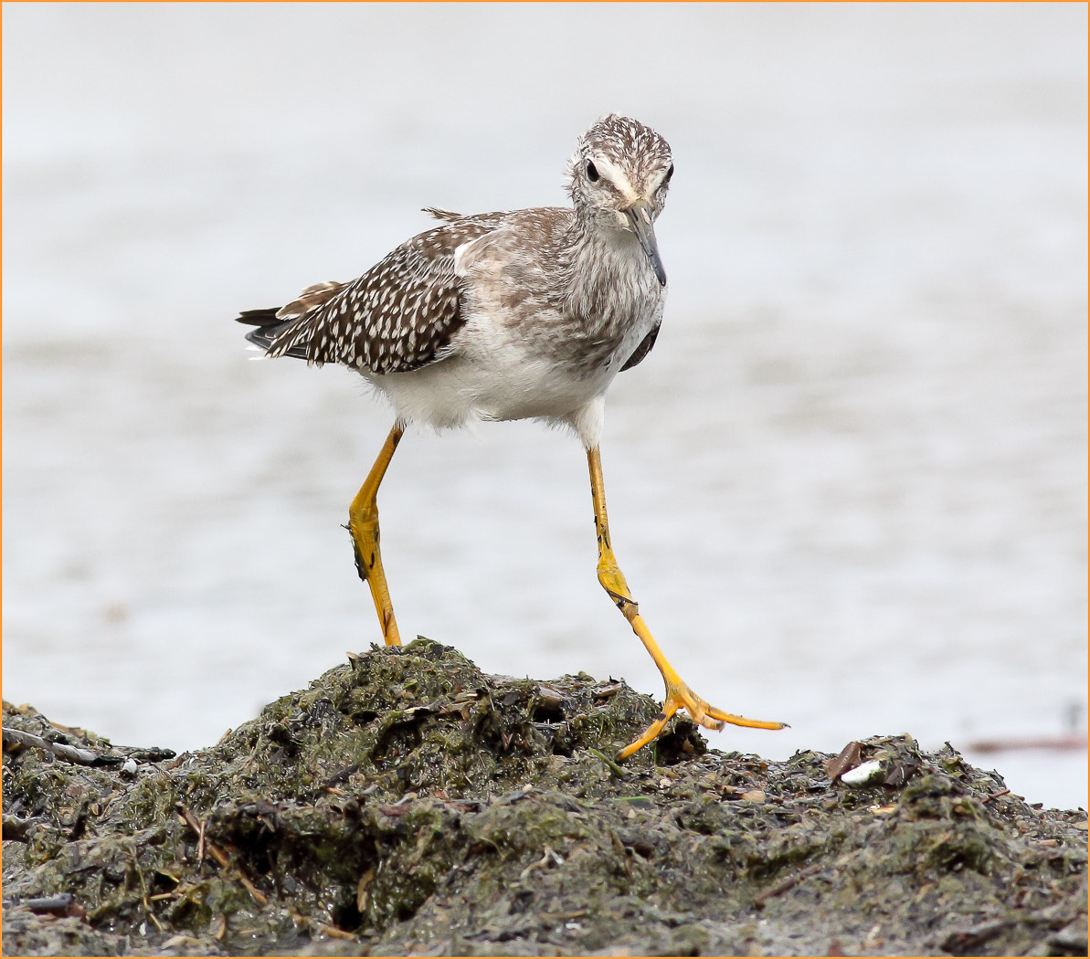 Canon EOS 70D + Canon EF 400mm F5.6L USM sample photo. Lesser yellow legs photography