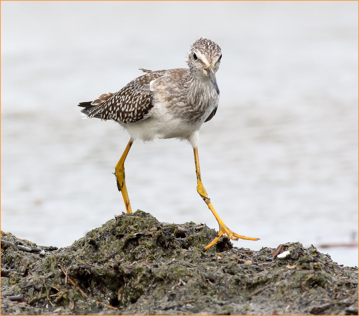 Canon EOS 70D sample photo. Lesser yellow legs photography