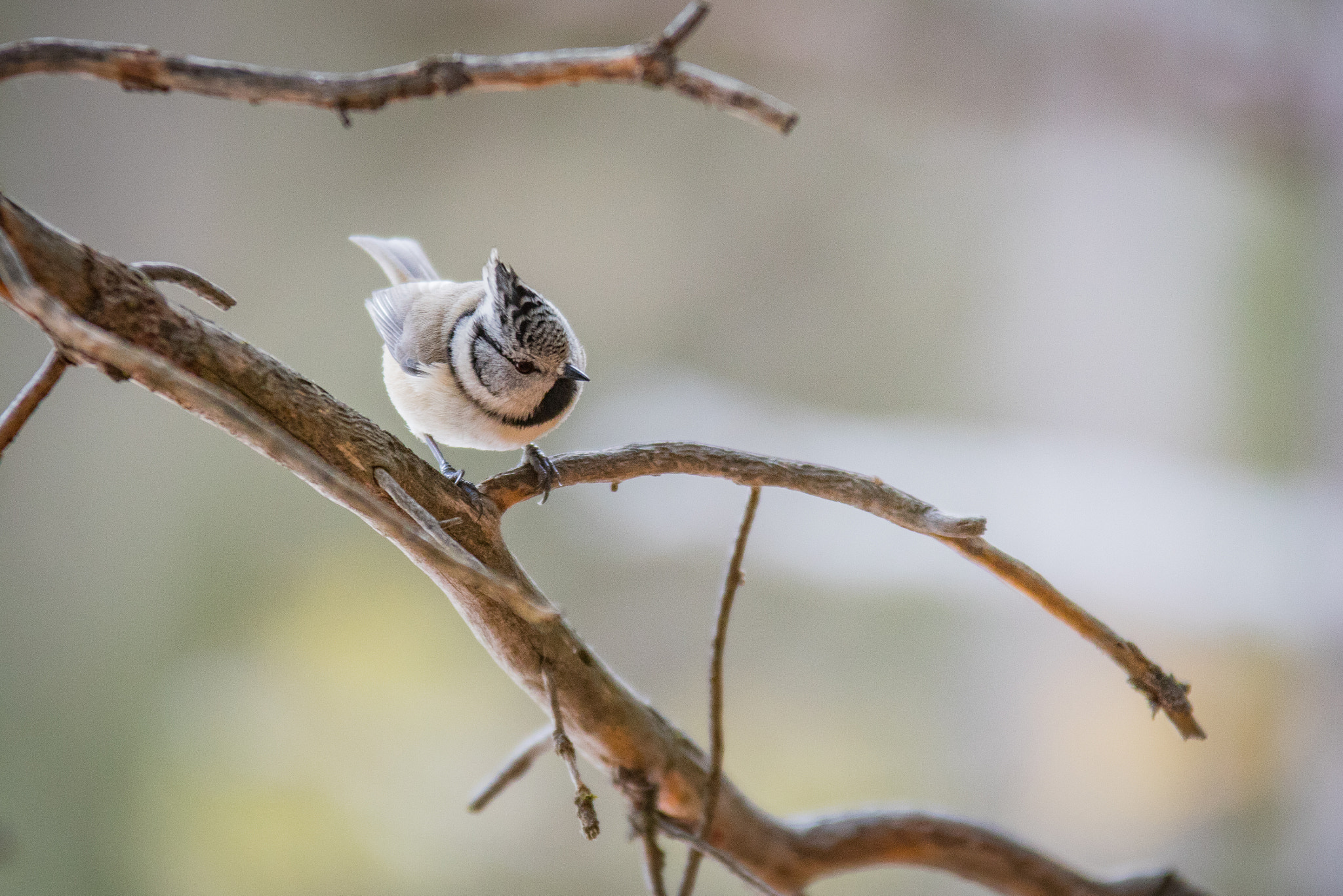 Sigma 70-200mm F2.8 EX DG OS HSM sample photo. European crested tit photography