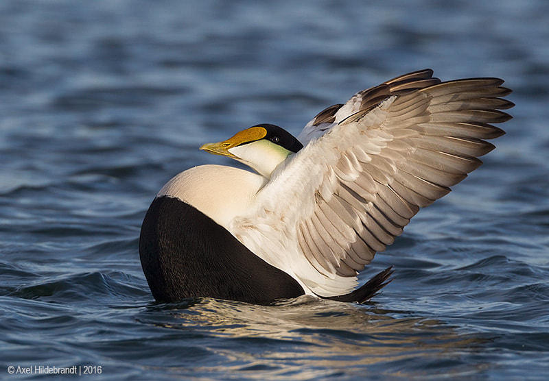 Canon EF 500mm F4L IS USM sample photo. Wings up photography