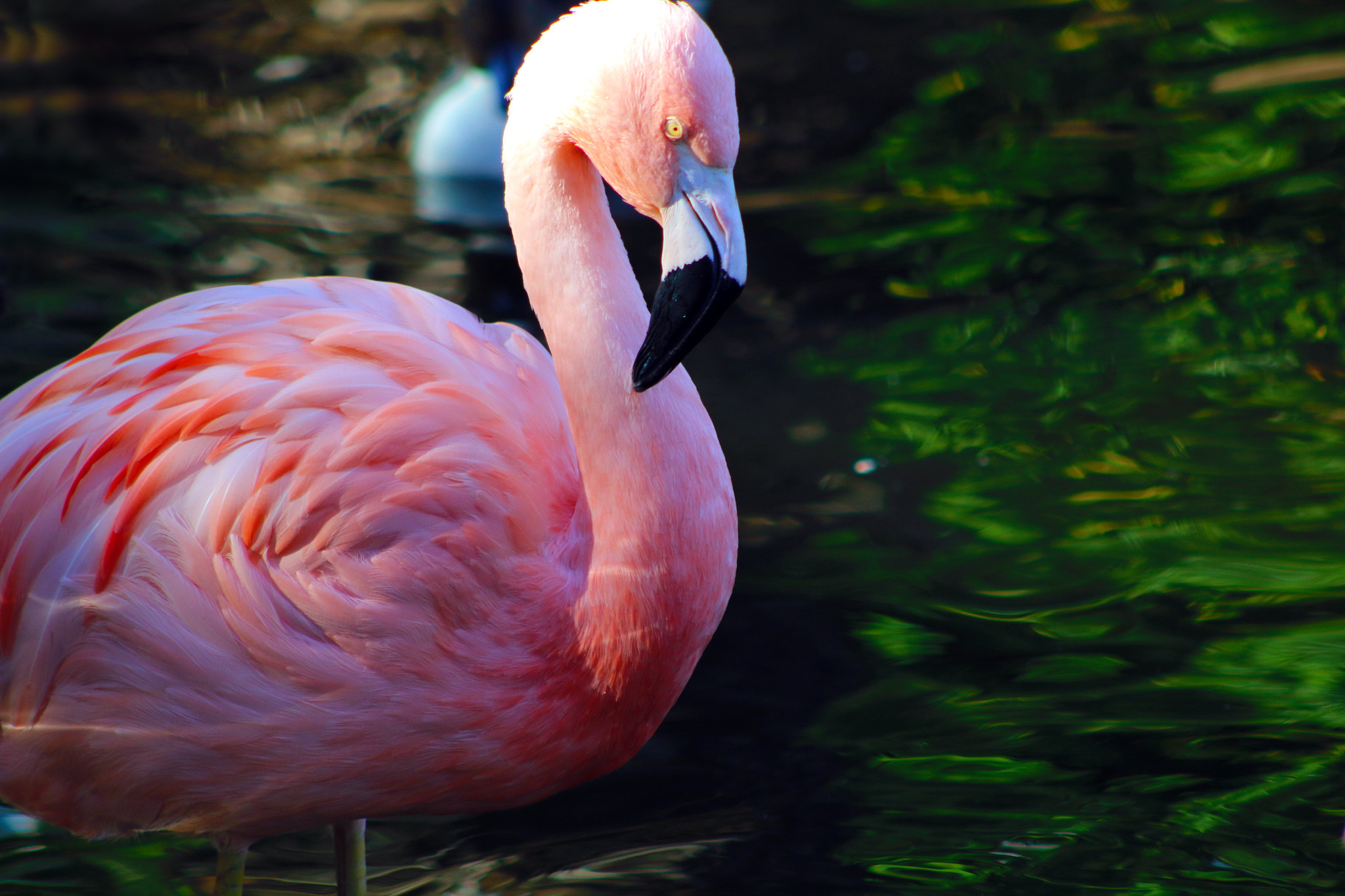 Canon EF 75-300mm f/4-5.6 USM sample photo. Mister flamingo photography