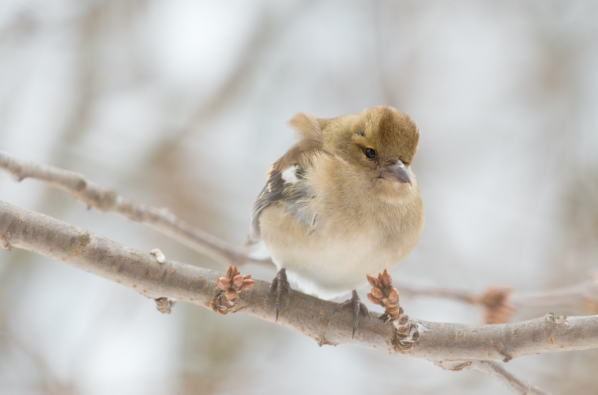 Nikon AF-S Nikkor 200-500mm F5.6E ED VR sample photo. Buchfink photography