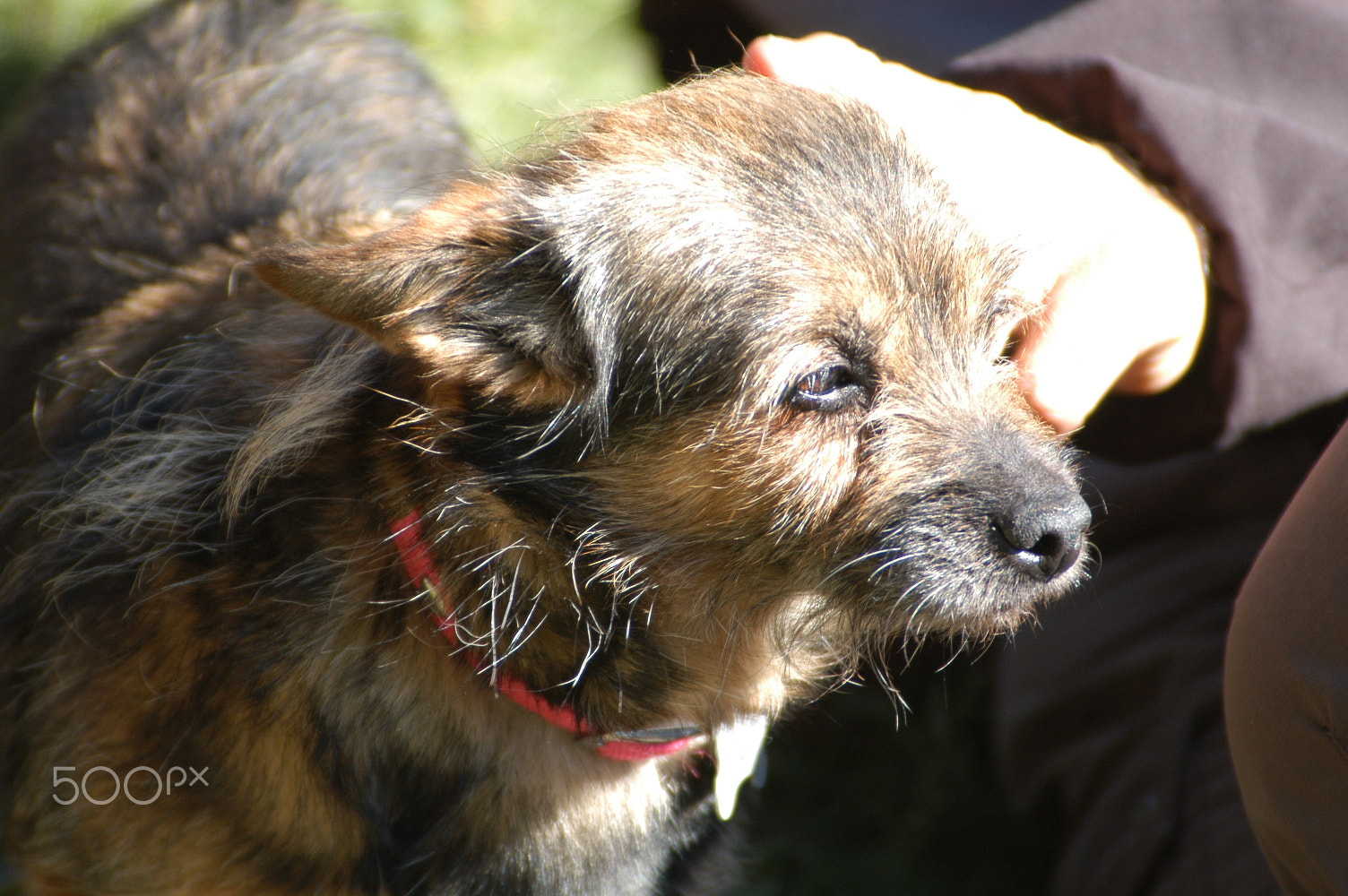 Nikon D100 sample photo. Bob photography