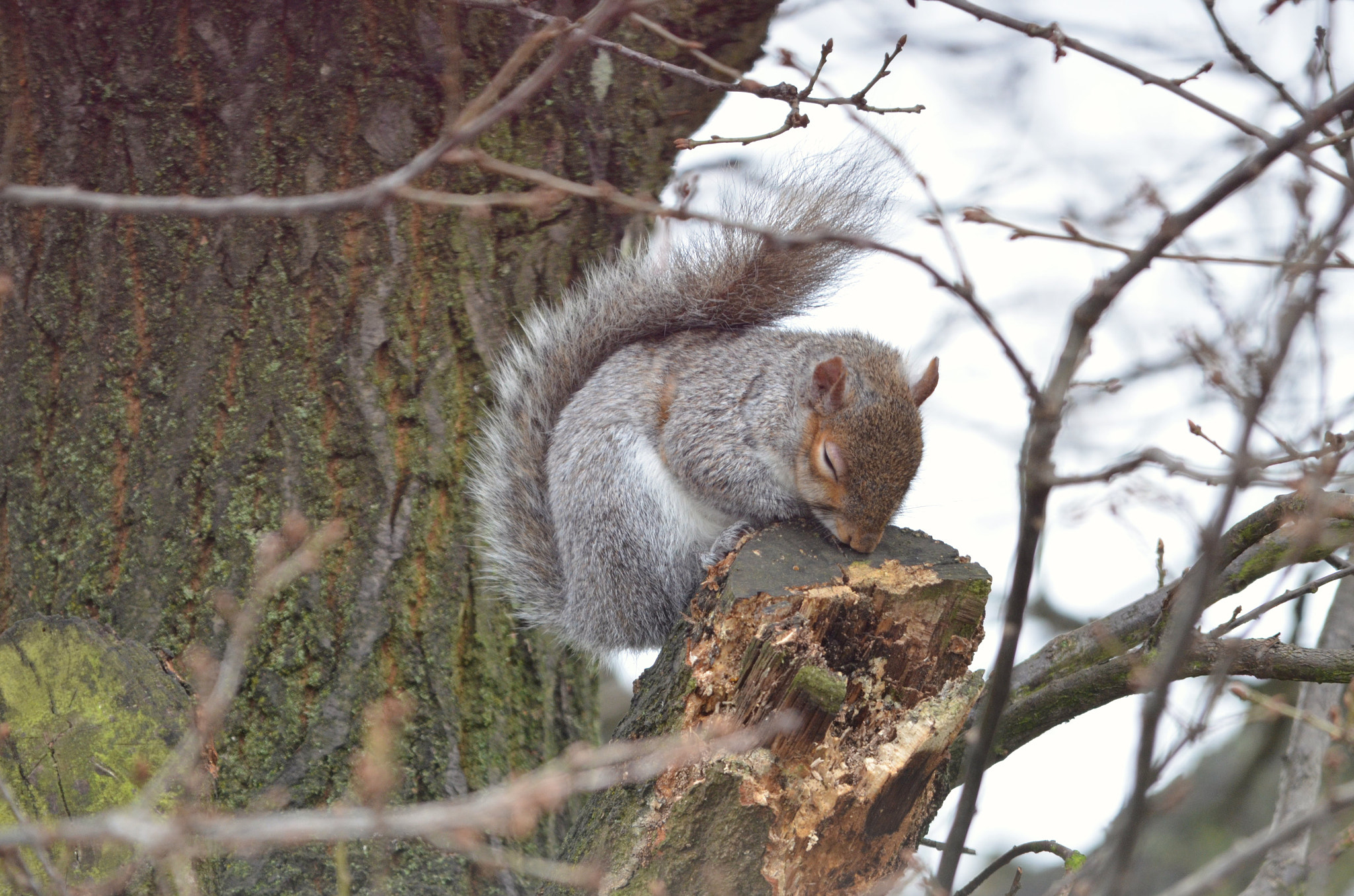 Sigma 150-500mm F5-6.3 DG OS HSM sample photo. 40 winks photography