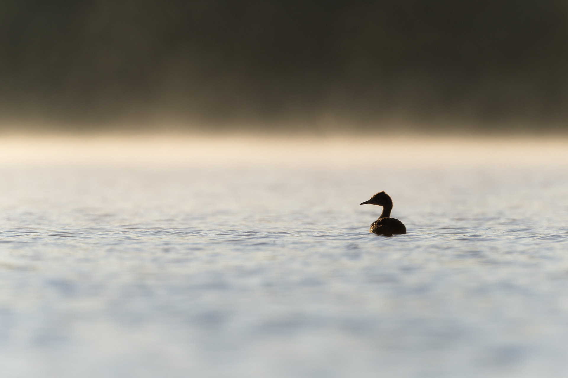 Canon EOS-1D X + Canon EF 400mm F2.8L IS USM sample photo. Huppé dans la brume du matin photography