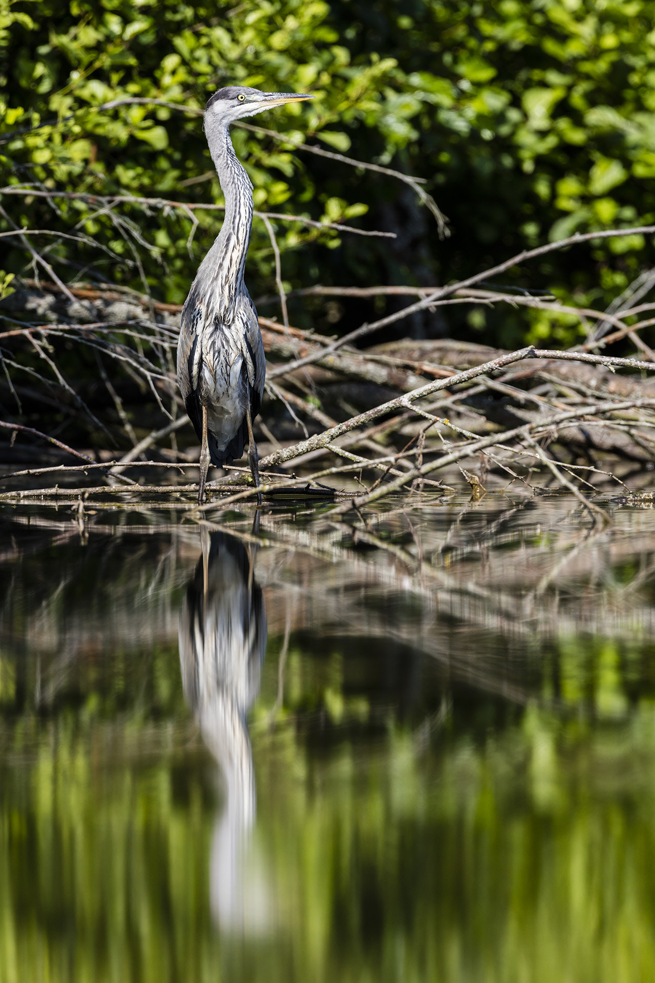 Canon EOS 5DS + Canon EF 400mm F2.8L IS USM sample photo. Reflet cendré photography