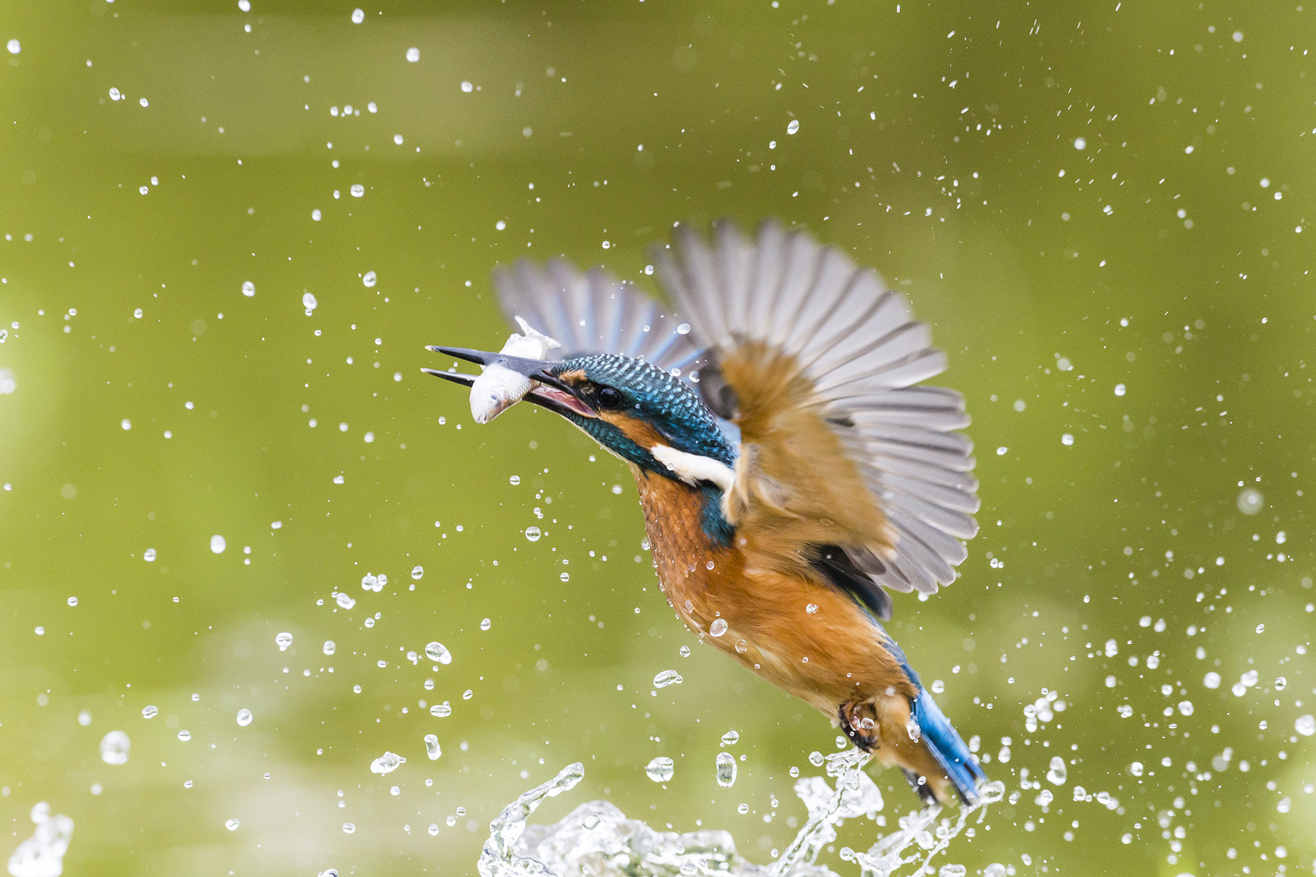 Canon EF 400mm F2.8L IS USM sample photo. Envole de pêcheur photography