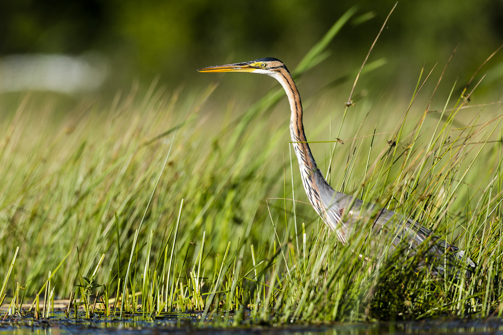 Canon EF 400mm F2.8L IS USM sample photo. Aux aguets photography