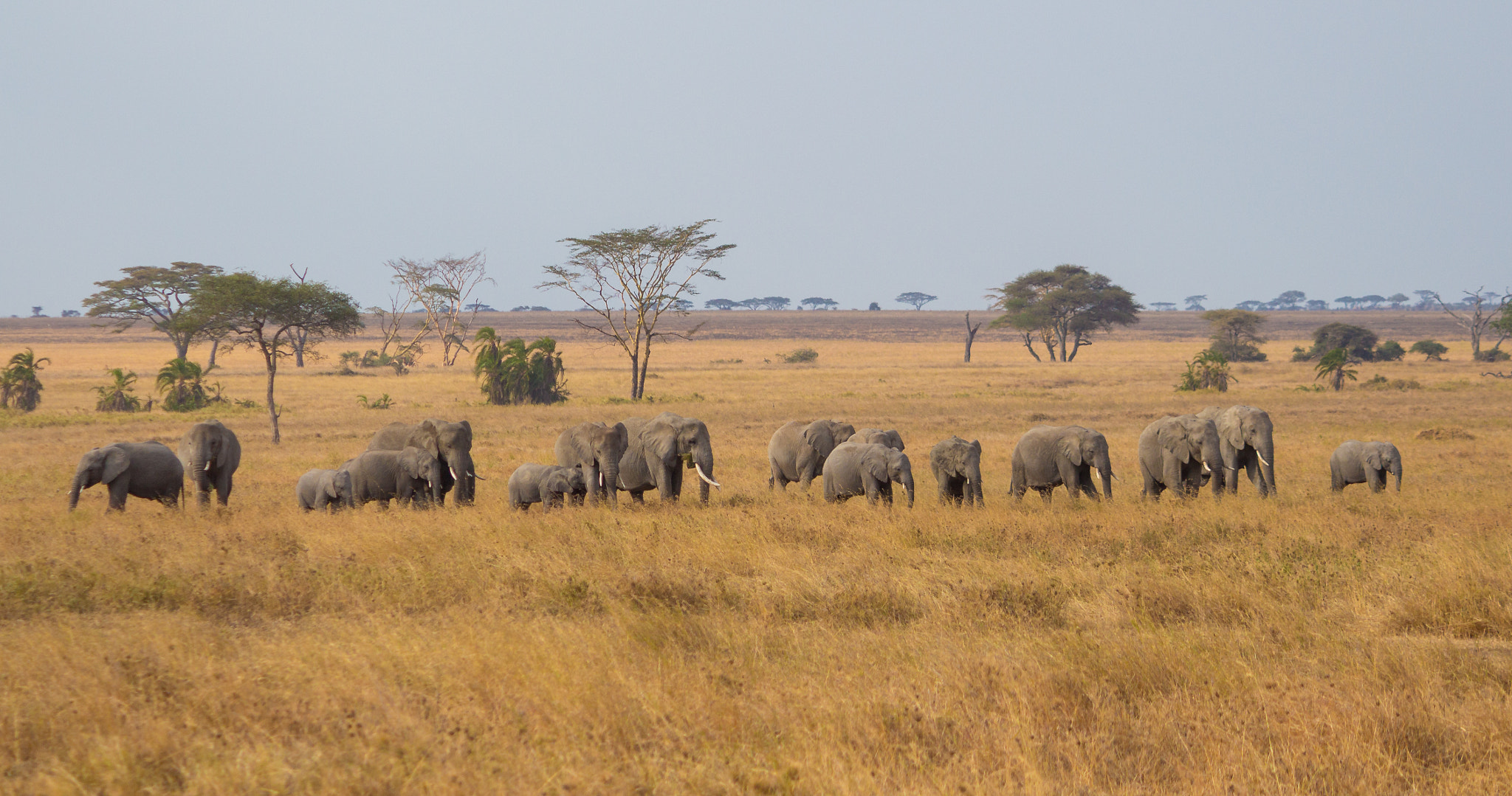 Canon EF-S 55-250mm F4-5.6 IS sample photo. Elephant family photography