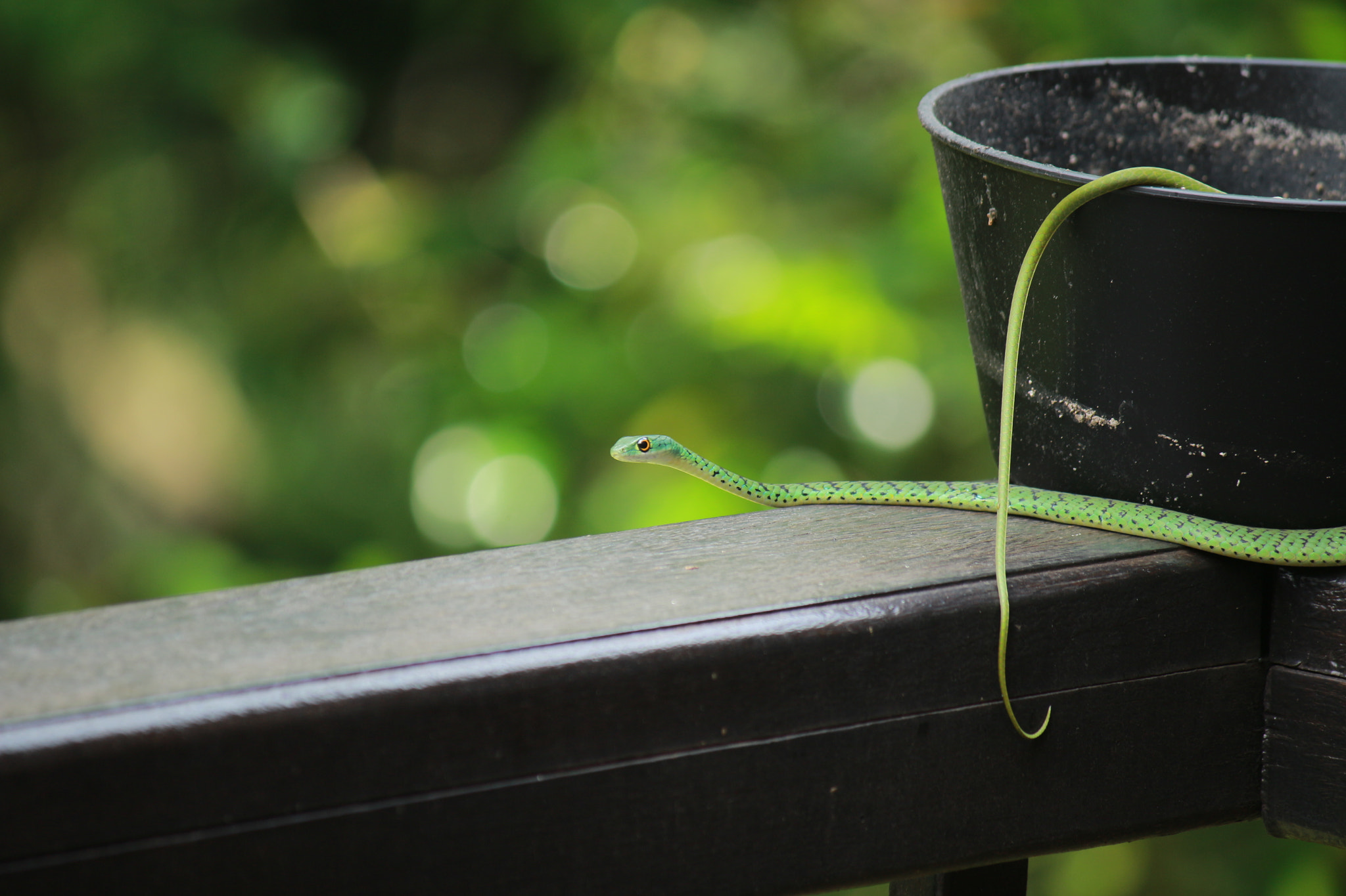 Canon EOS 100D (EOS Rebel SL1 / EOS Kiss X7) + Canon EF-S 55-250mm F4-5.6 IS sample photo. Inquisitive snake photography