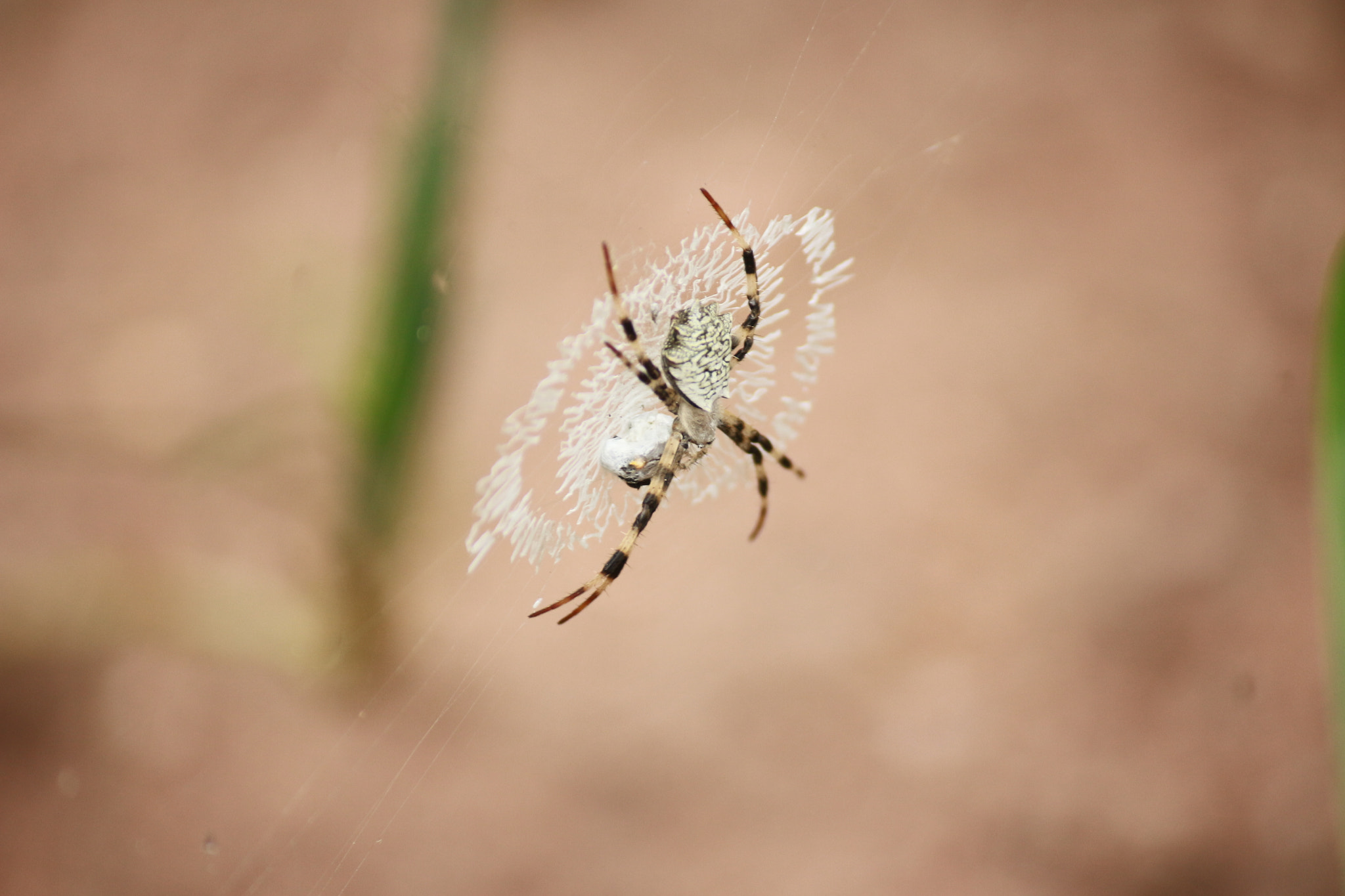 Canon EF-S 55-250mm F4-5.6 IS sample photo. Img photography
