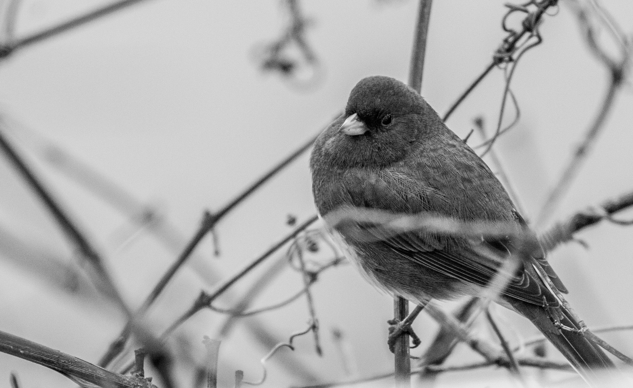 Canon EF 70-300mm F4-5.6L IS USM sample photo. Cold junco photography