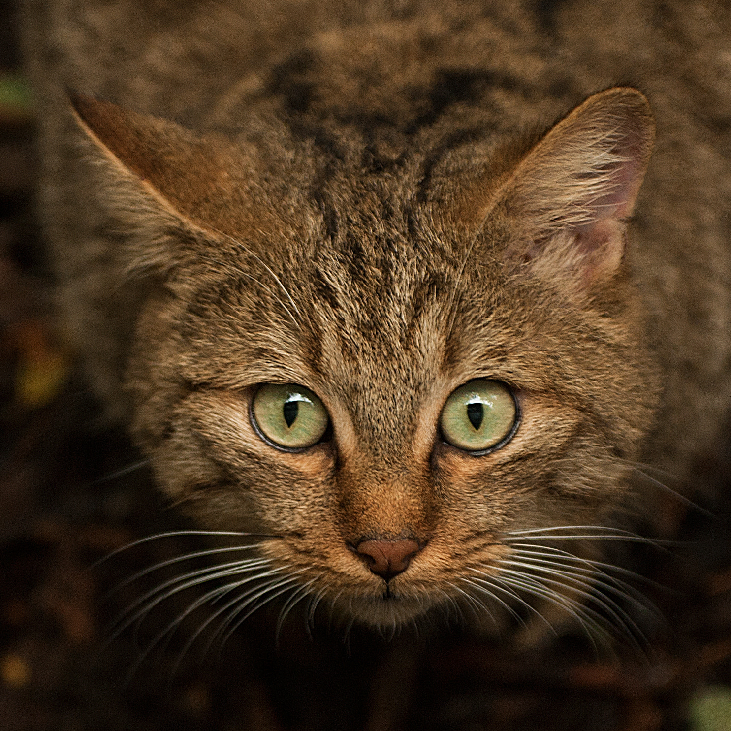 Nikon D700 sample photo. Occhi di gatto photography