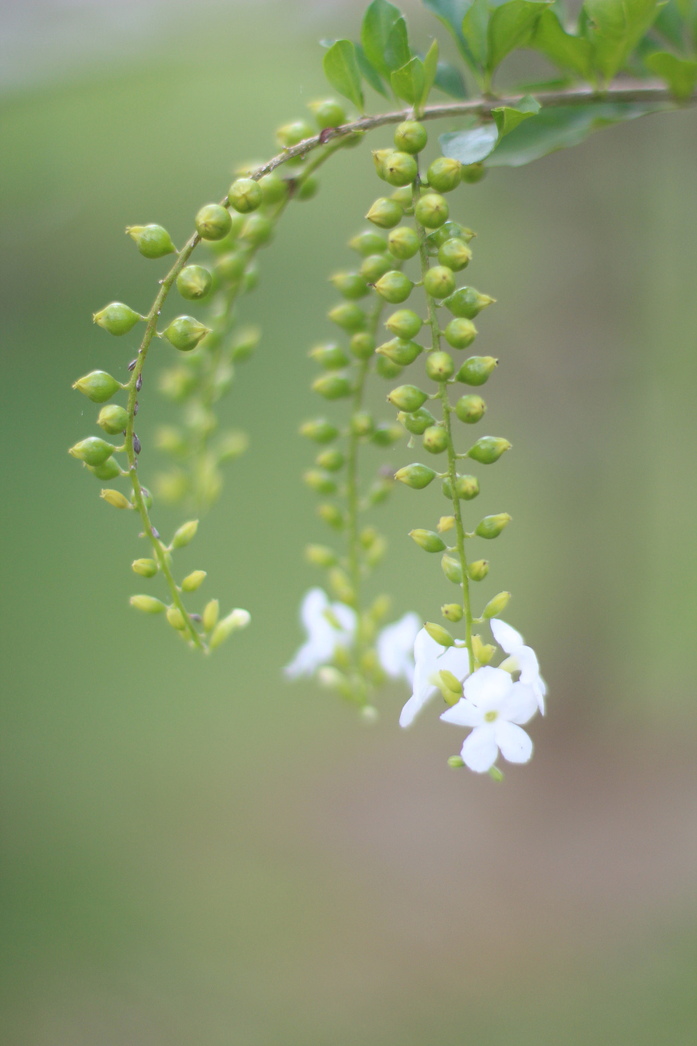 Canon EF 50mm F1.4 USM sample photo