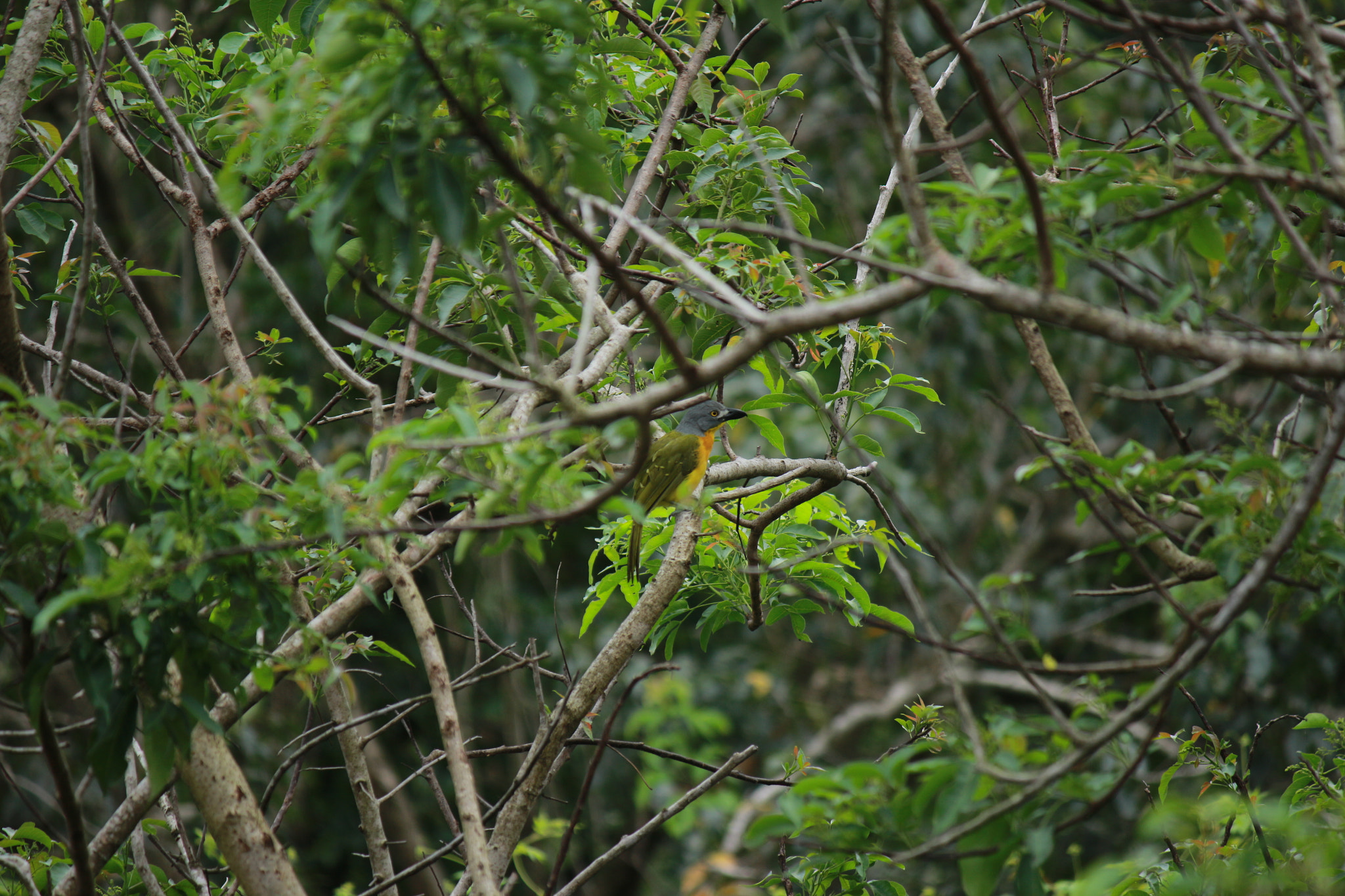 Canon EF-S 55-250mm F4-5.6 IS sample photo. Grey-headed bush-shrike photography