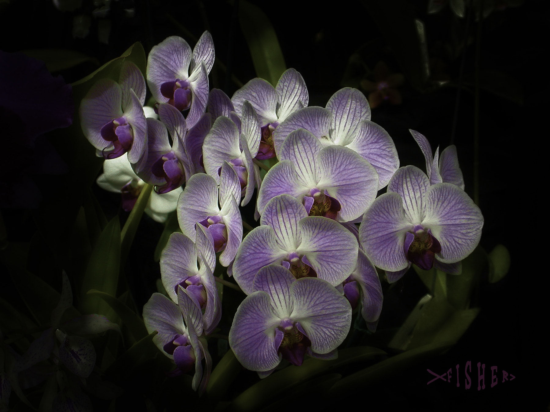 Nikon E995 sample photo. Phalaenopsis sprays photography