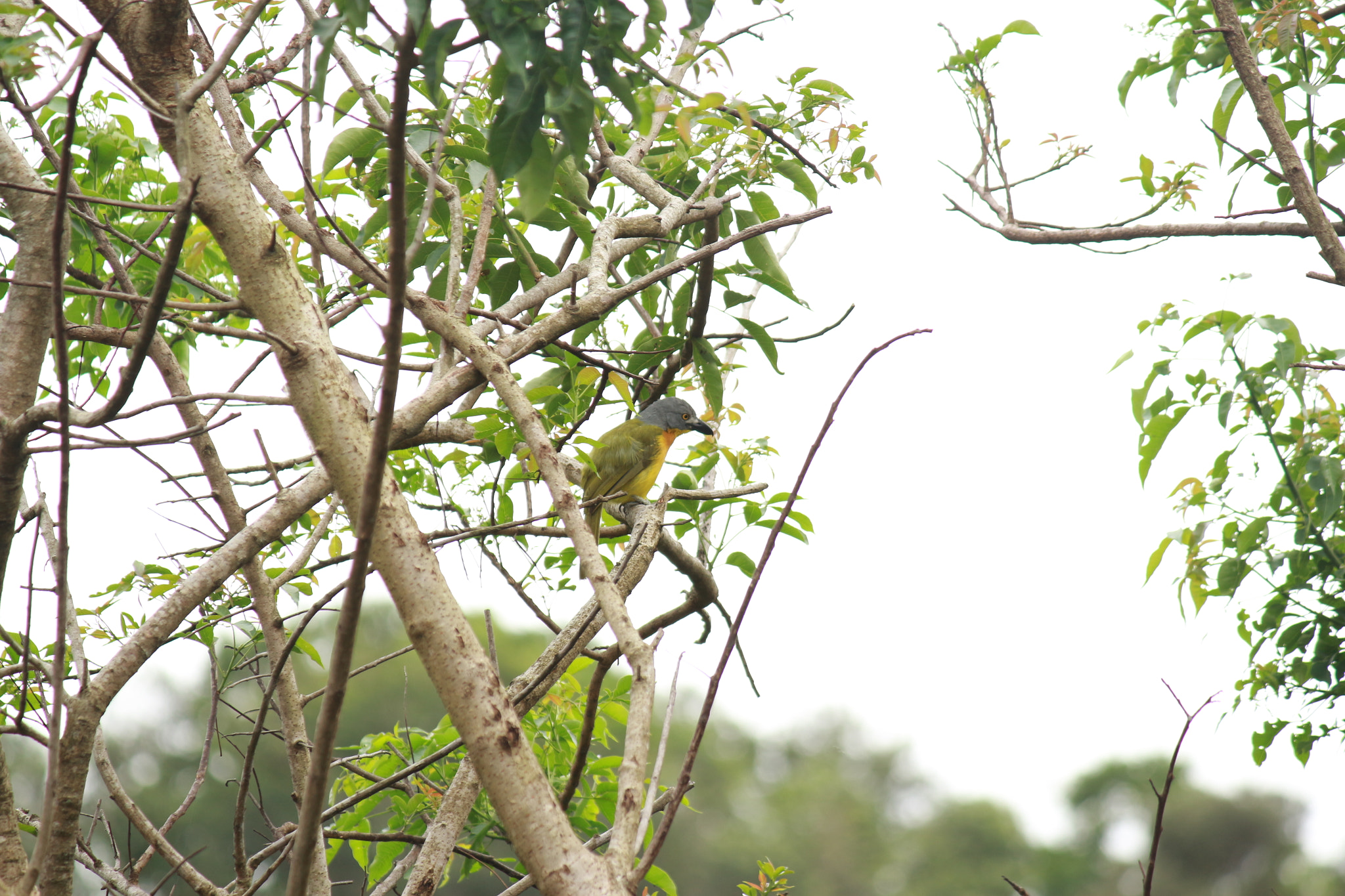 Canon EF-S 55-250mm F4-5.6 IS sample photo. Bush-shrike photography